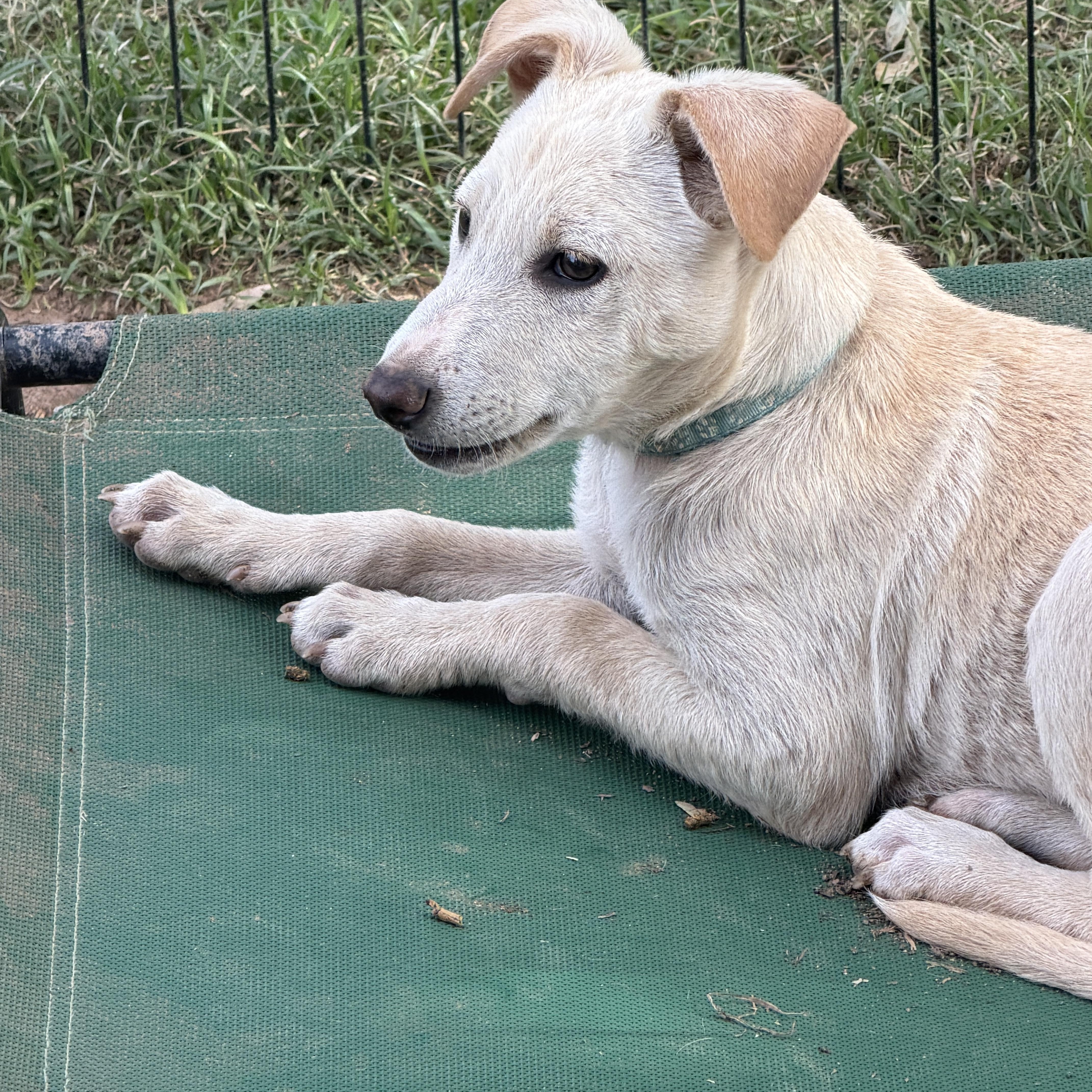 Enlarge Wesley, a ADOPTABLE mixed breed in Gilbert, AZ image 1/6