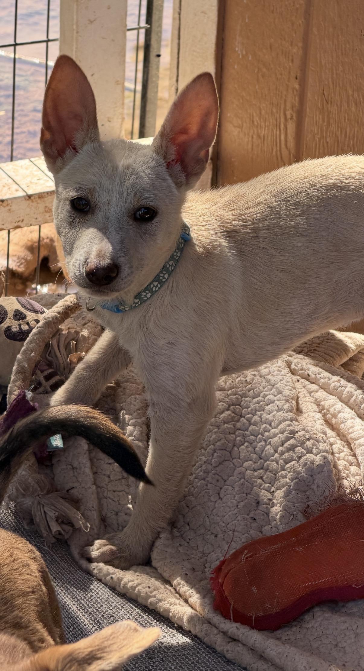 Enlarge Wesley, a ADOPTABLE mixed breed in Gilbert, AZ image 4/6