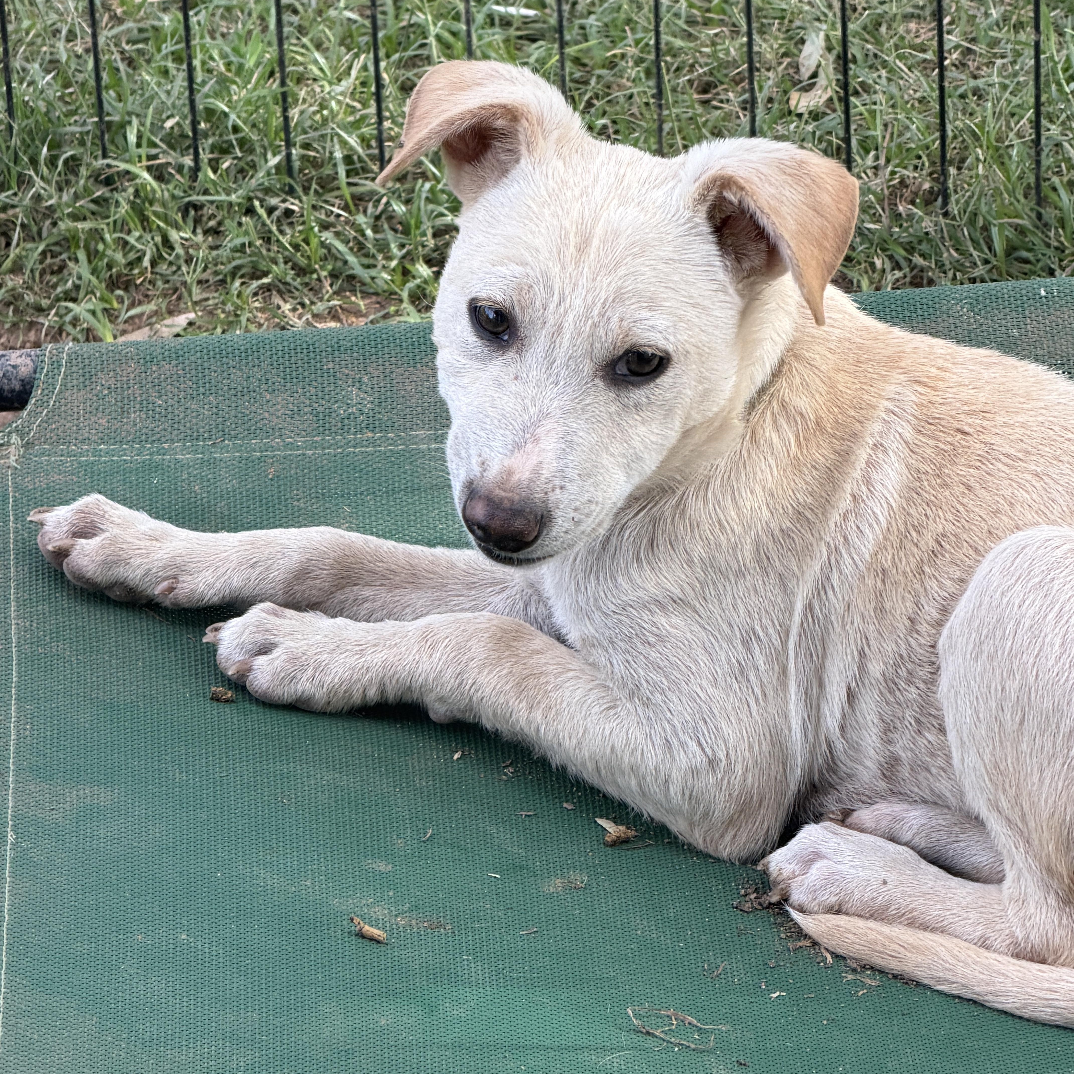 Enlarge Wesley, a ADOPTABLE mixed breed in Gilbert, AZ image 6/6