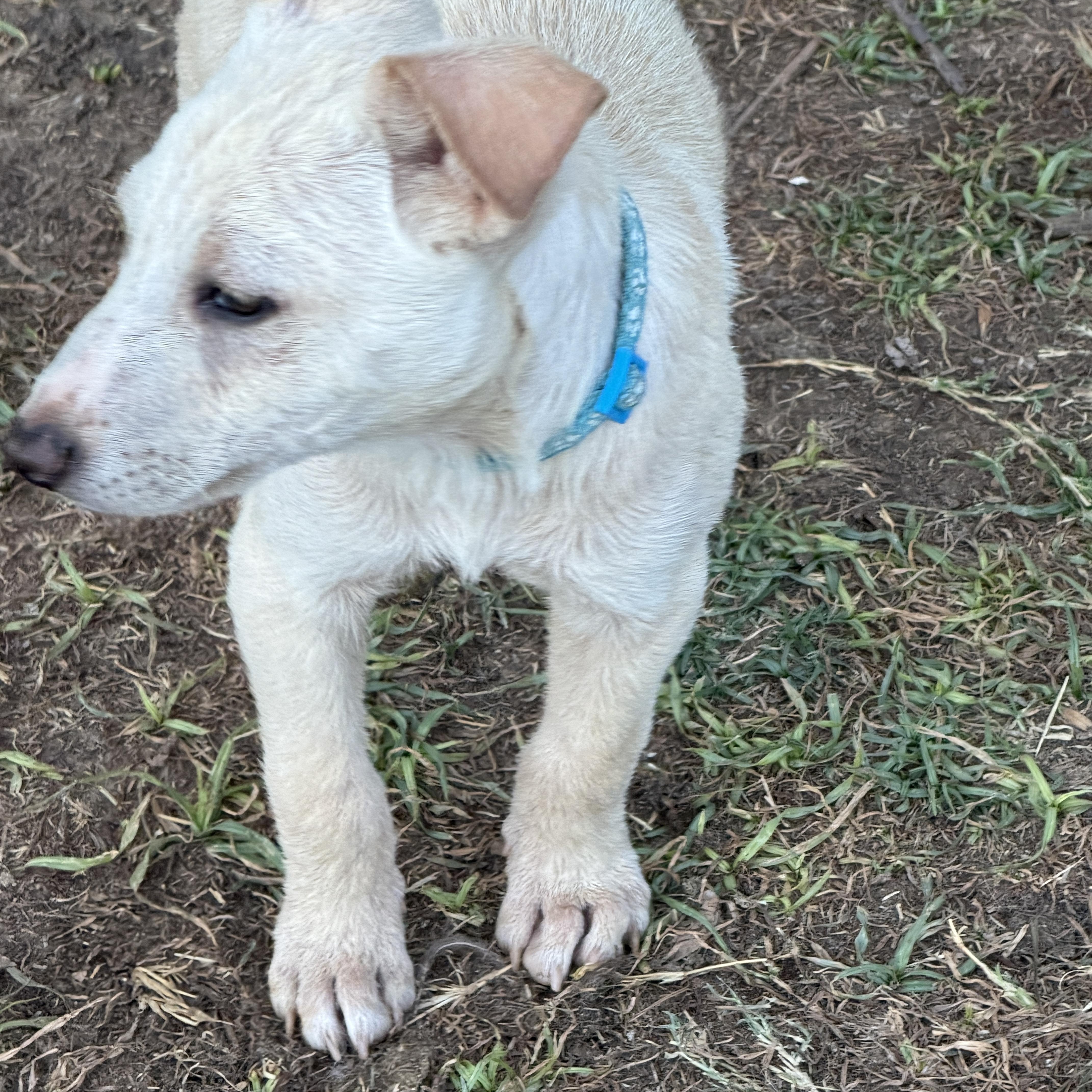 Enlarge Wesley, a ADOPTABLE mixed breed in Gilbert, AZ image 4/4