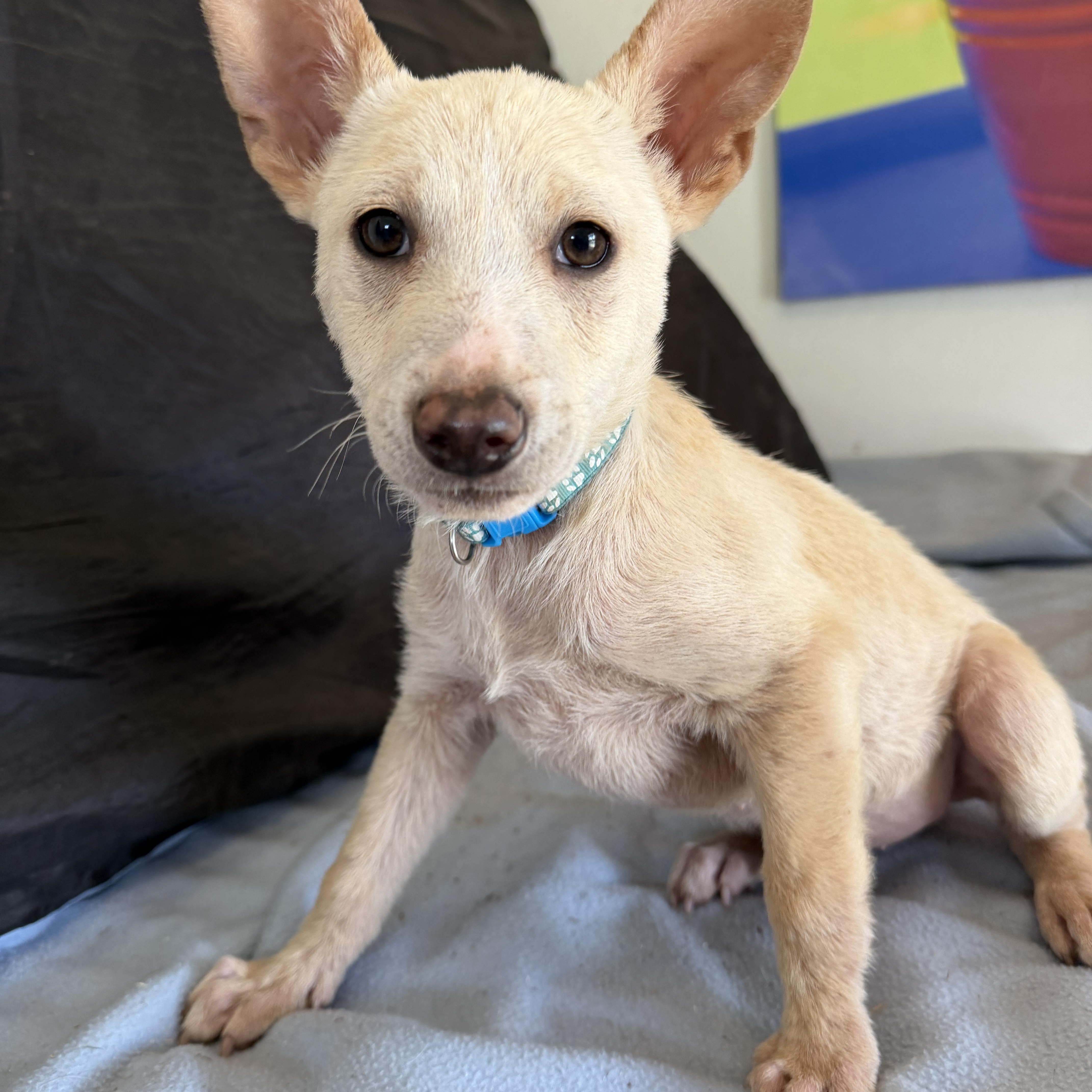 Enlarge Wesley, a ADOPTABLE mixed breed in Gilbert, AZ image 1/4