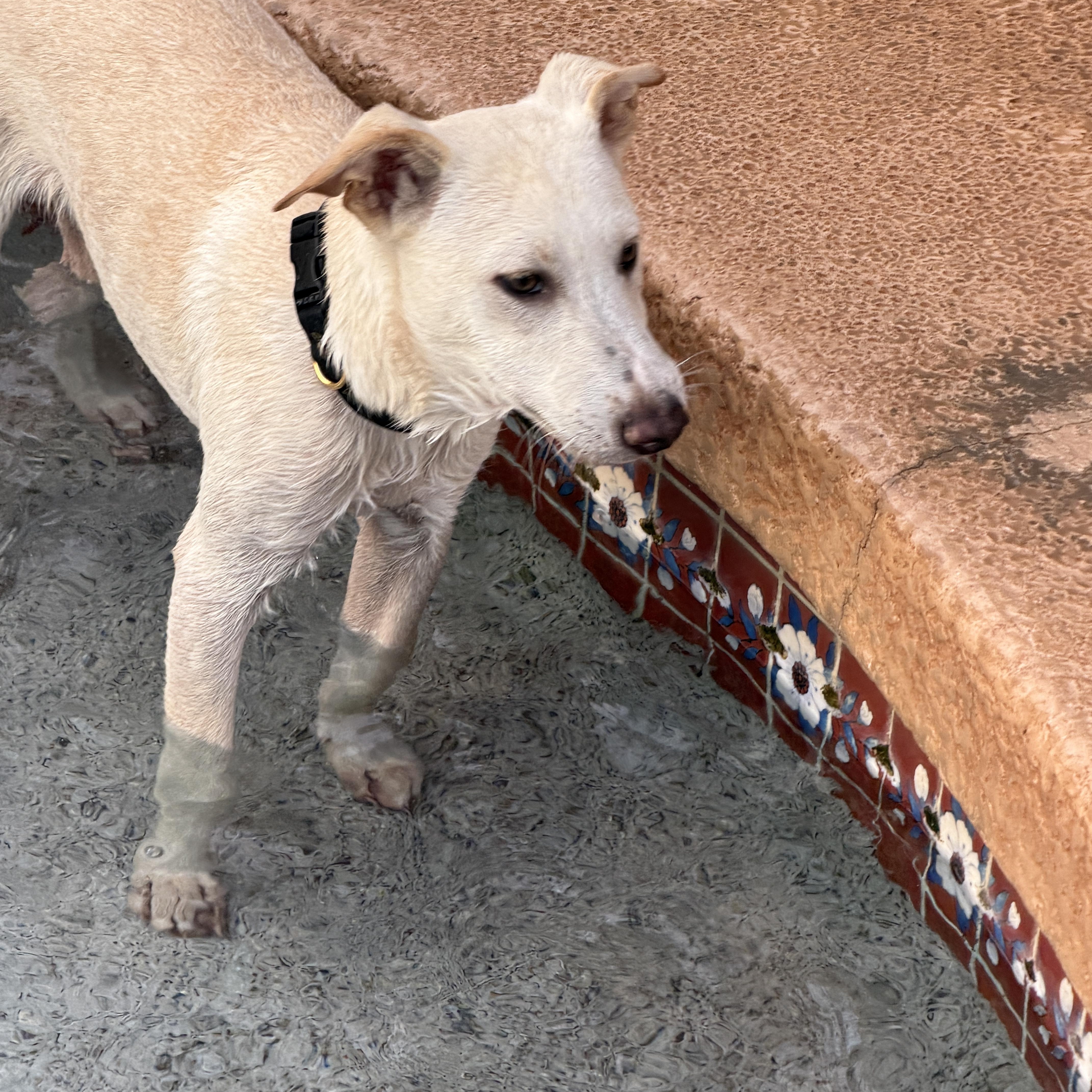 Wesley, ADOPTABLE, Puppy Male Jack Russell Terrier & Parson Russell Terrier.