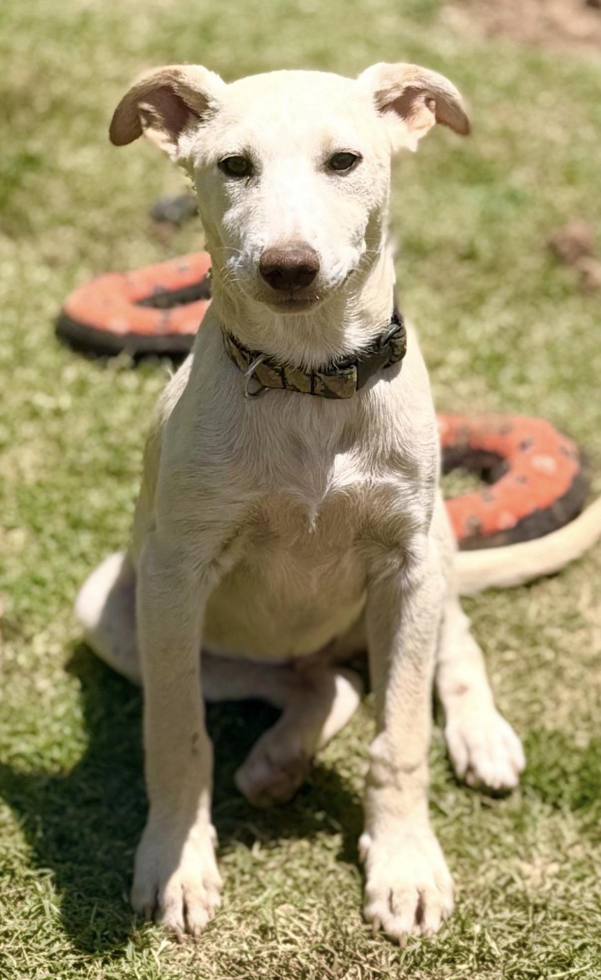 Wesley, a ADOPTABLE mixed breed in Gilbert, AZ image 6/6