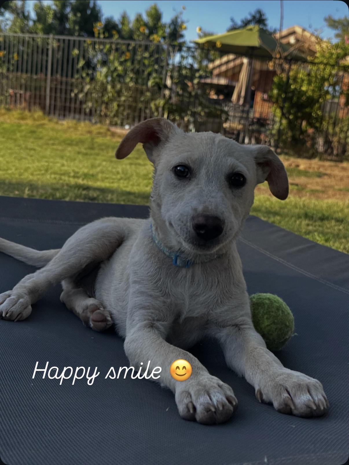 Wesley, ADOPTABLE, Puppy Male Jack Russell Terrier & Cattle Dog.