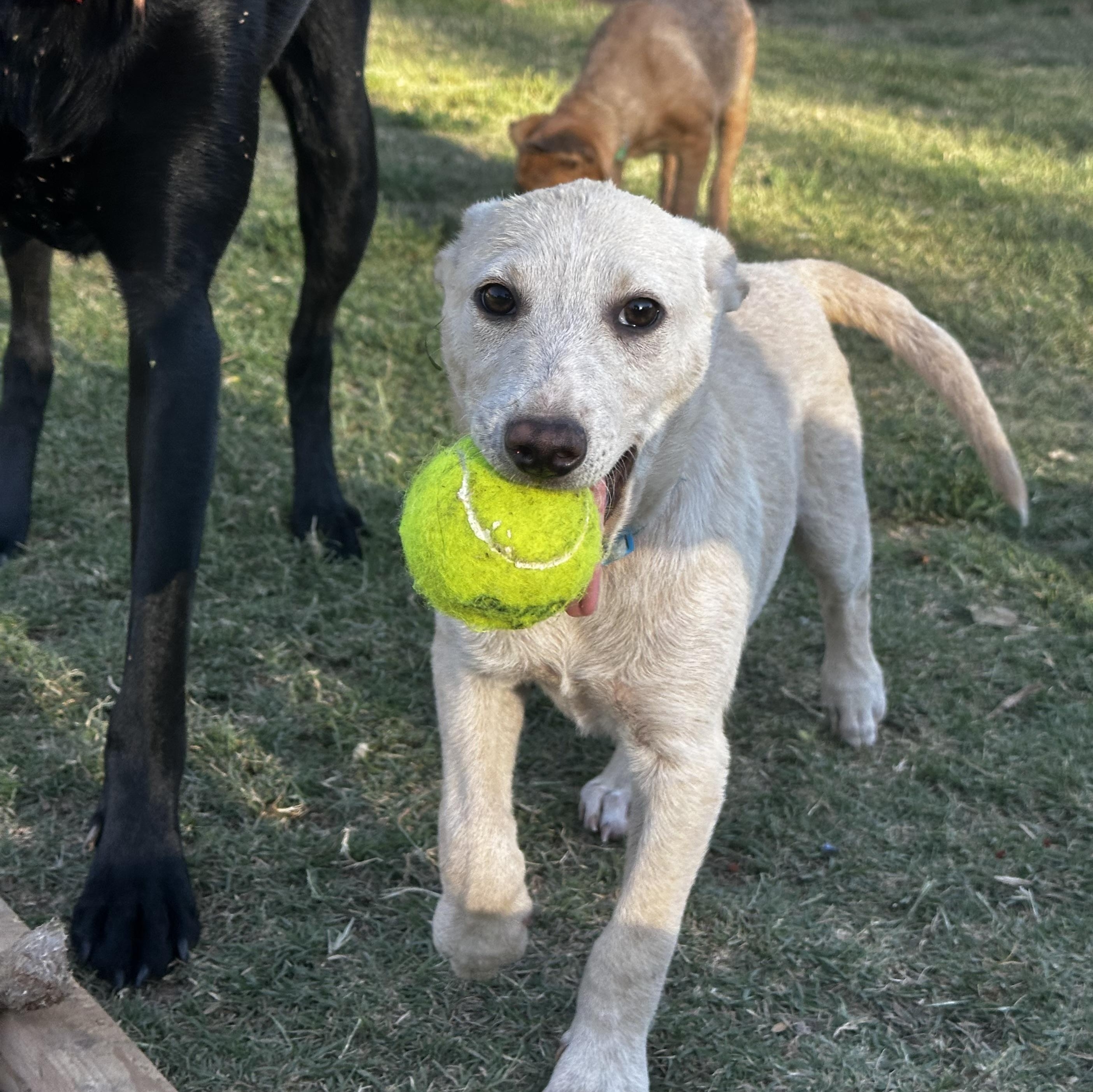 Wesley, a ADOPTABLE mixed breed in Gilbert, AZ image 1/6