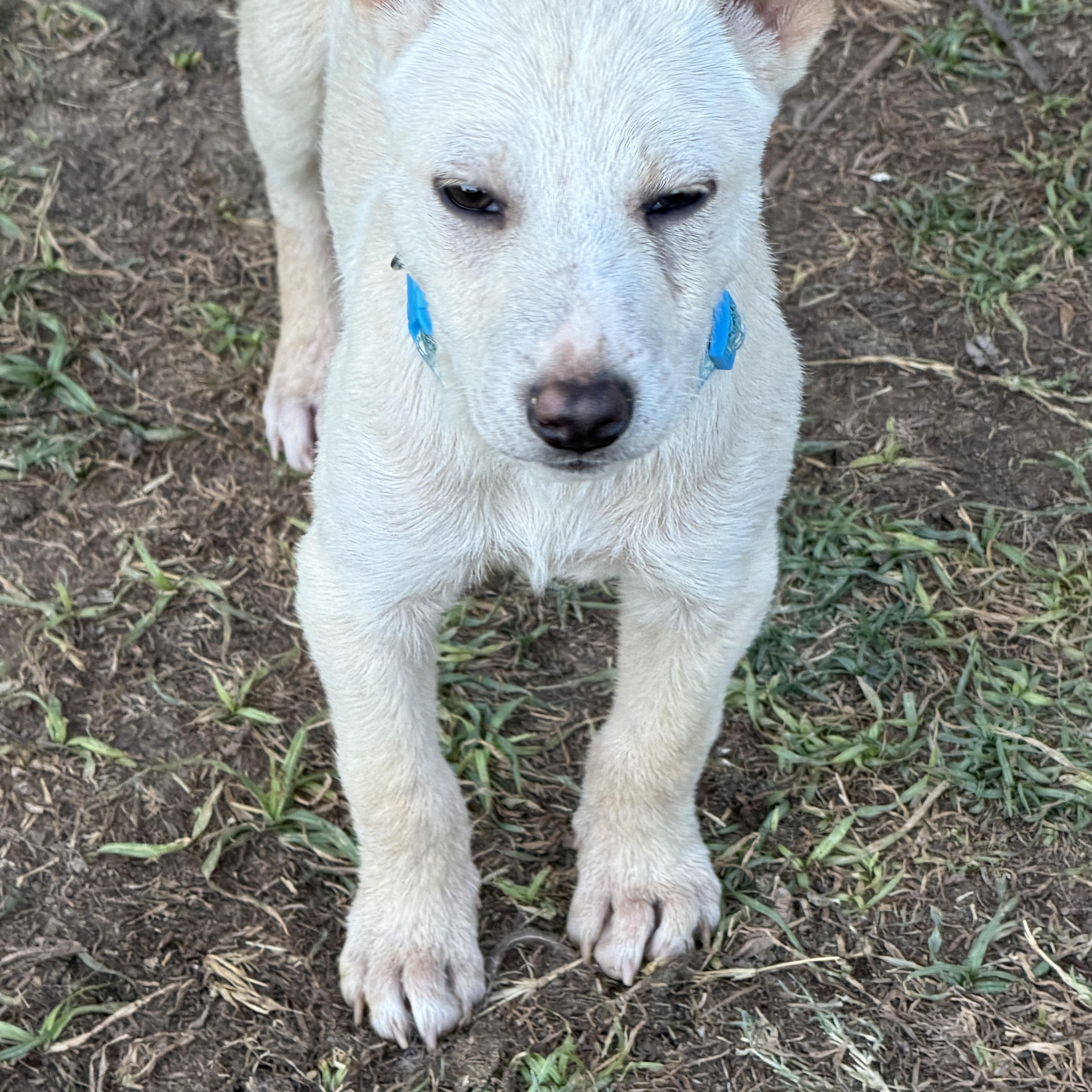 Enlarge Wesley, a ADOPTABLE mixed breed in Gilbert, AZ image 3/4