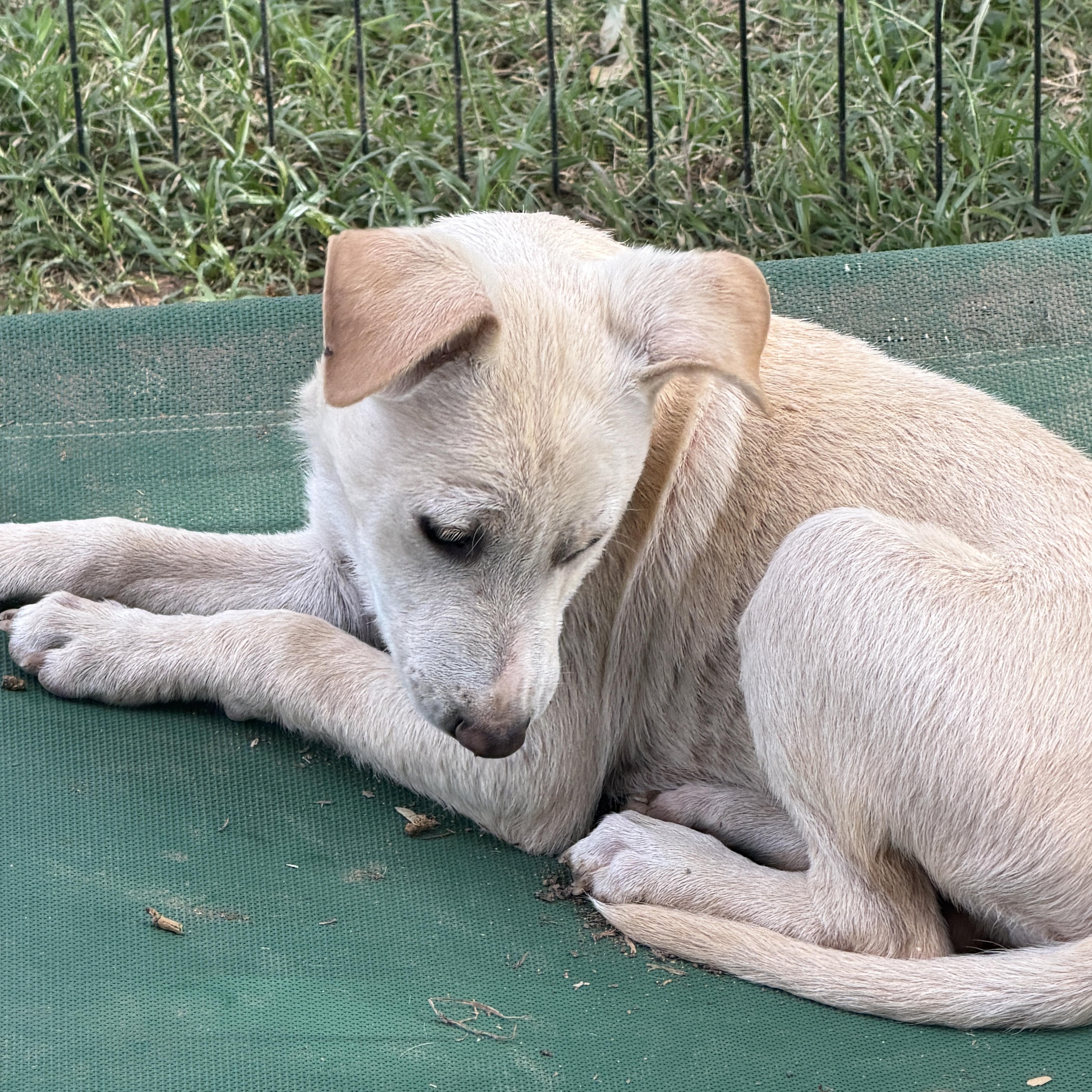 Enlarge Wesley, a ADOPTABLE mixed breed in Gilbert, AZ image 5/6