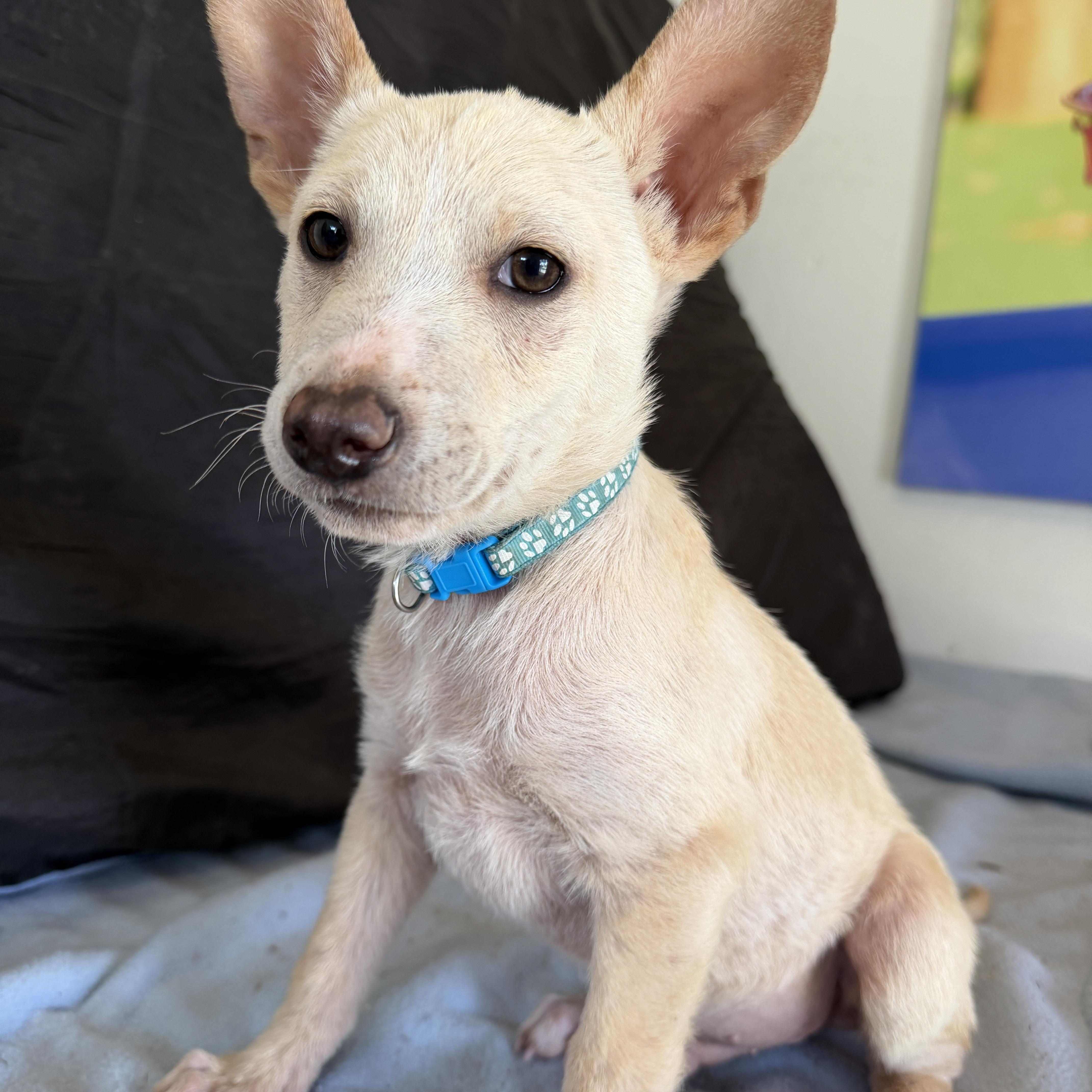 Enlarge Wesley, a ADOPTABLE mixed breed in Gilbert, AZ image 2/4