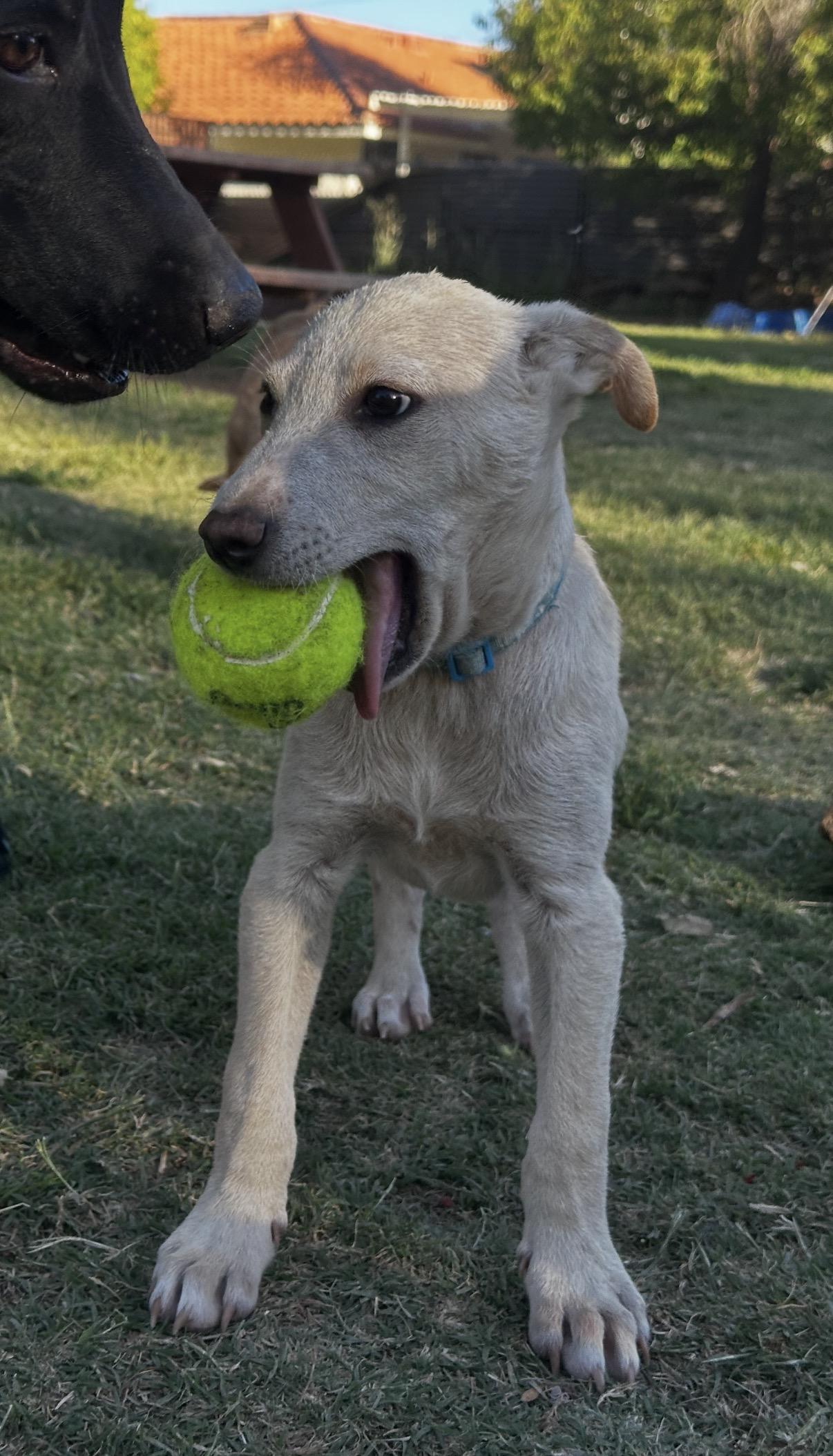 Wesley, a ADOPTABLE mixed breed in Gilbert, AZ image 6/6