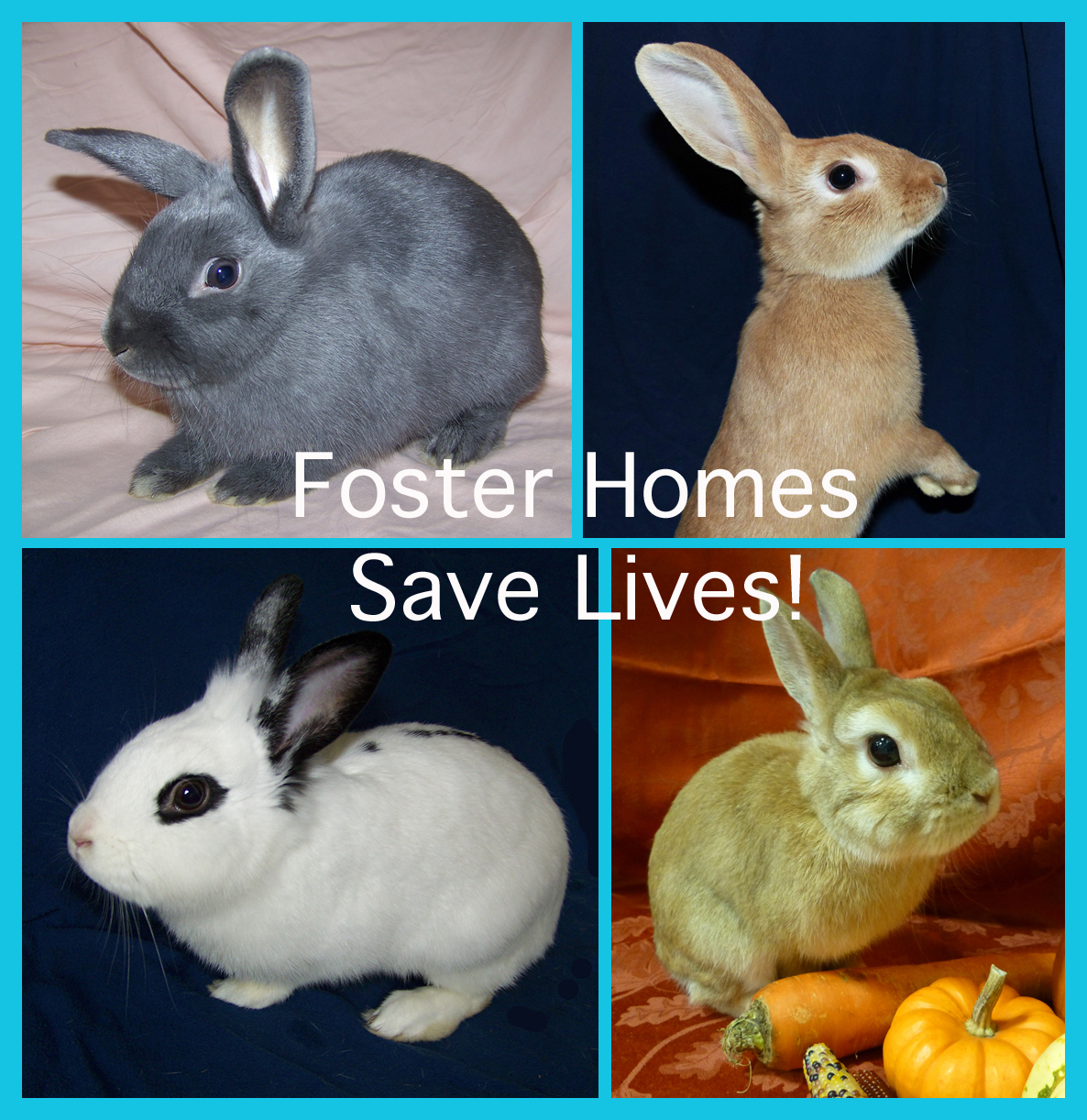 Be a Foster Parent!, a Adoptable Bunny Rabbit in Columbia, MD image 3/6