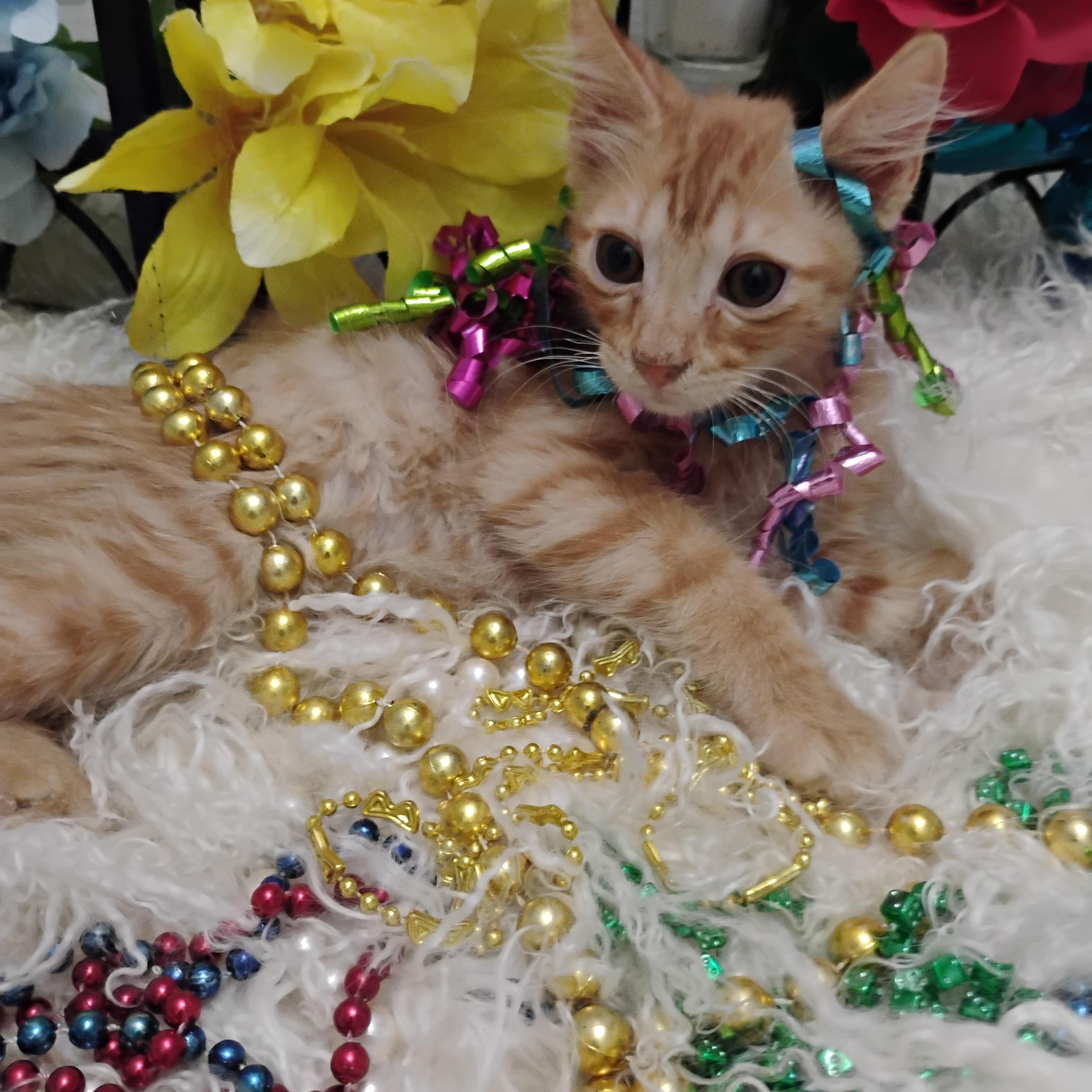 joplin M 2 1/2lb fully vetted $100/KIDS, Baby Male Domestic Medium Hair