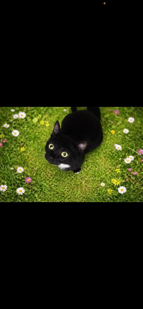 Matilda, Adoptable, Adult Female Domestic Short Hair.