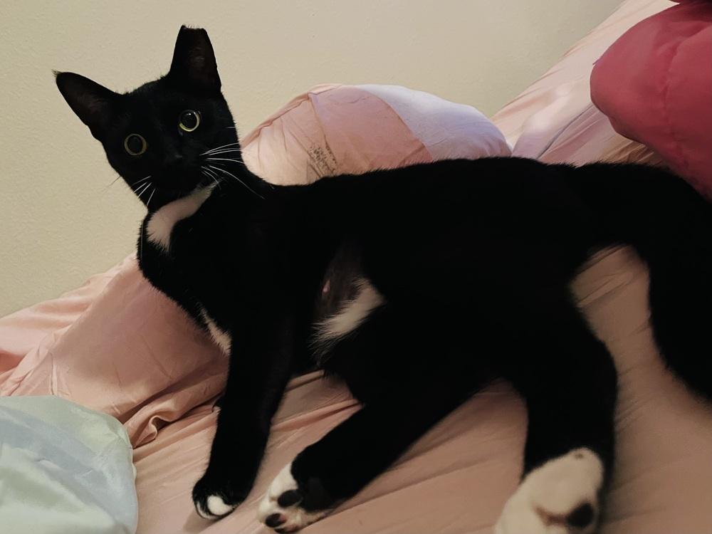 Enlarge Matilda, a Adoptable mixed breed in Brandon, FL image 2/6