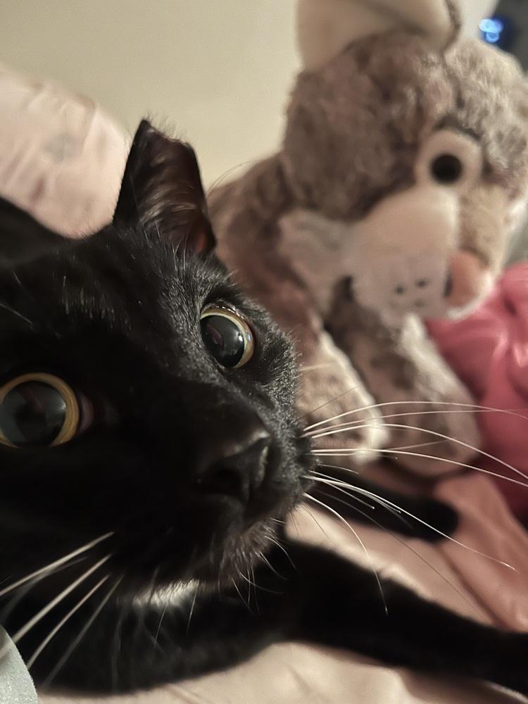 Enlarge Matilda, a Adoptable mixed breed in Brandon, FL image 3/6