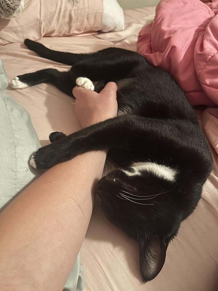 Enlarge Matilda, a Adoptable mixed breed in Brandon, FL image 5/6