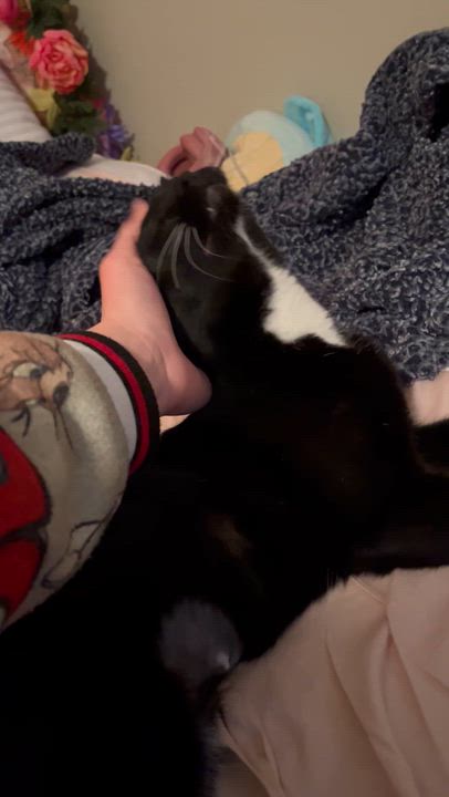 Enlarge Matilda, a Adoptable mixed breed in Brandon, FL video 6/6