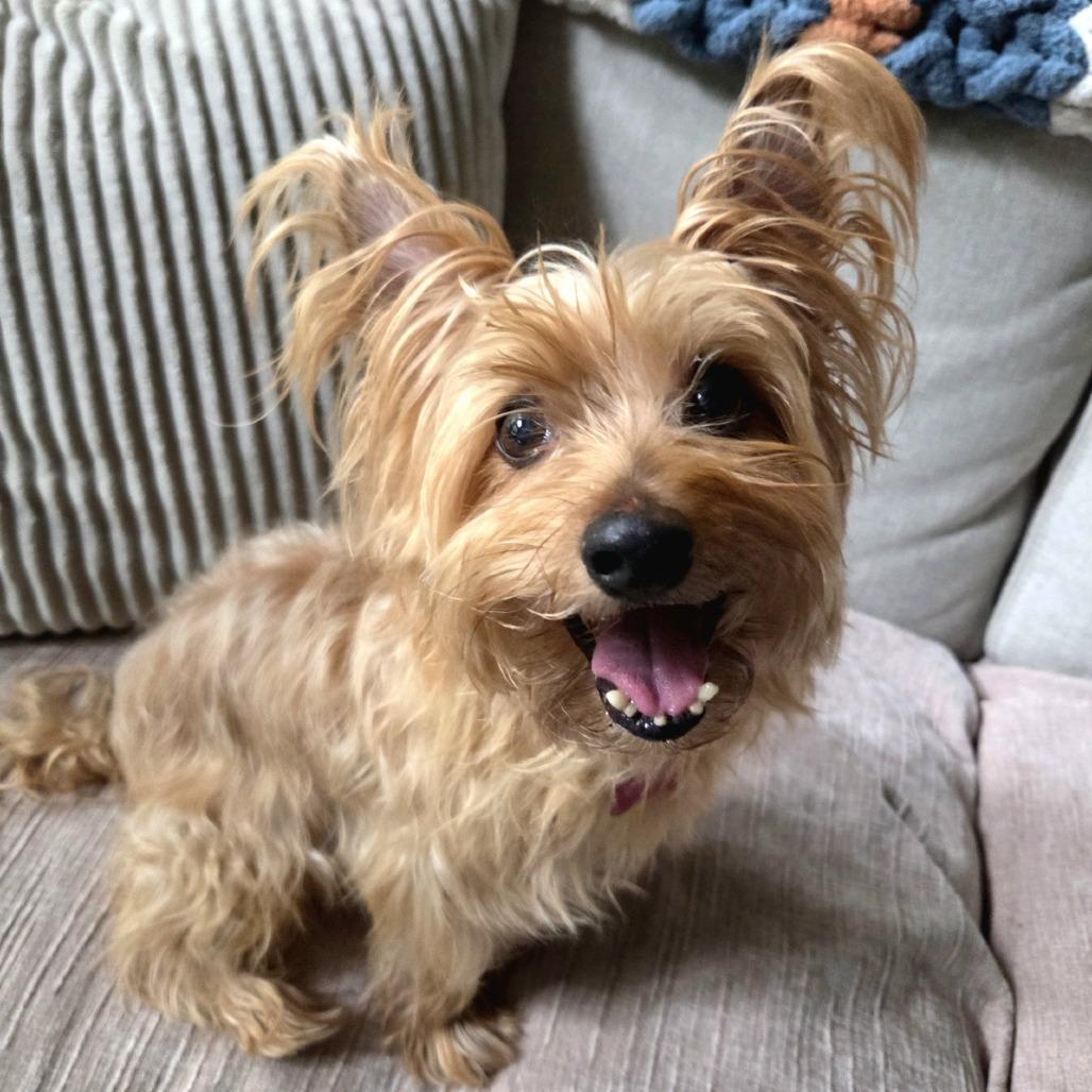 Enlarge Koby D12671, a Adoptable mixed breed in Elk River, MN image 2/6