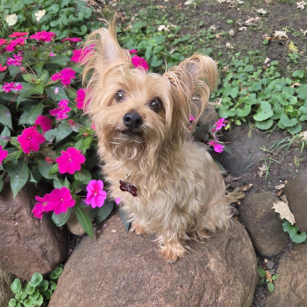 Koby D12671, Adoptable, Senior Male Yorkshire Terrier & Silky Terrier.