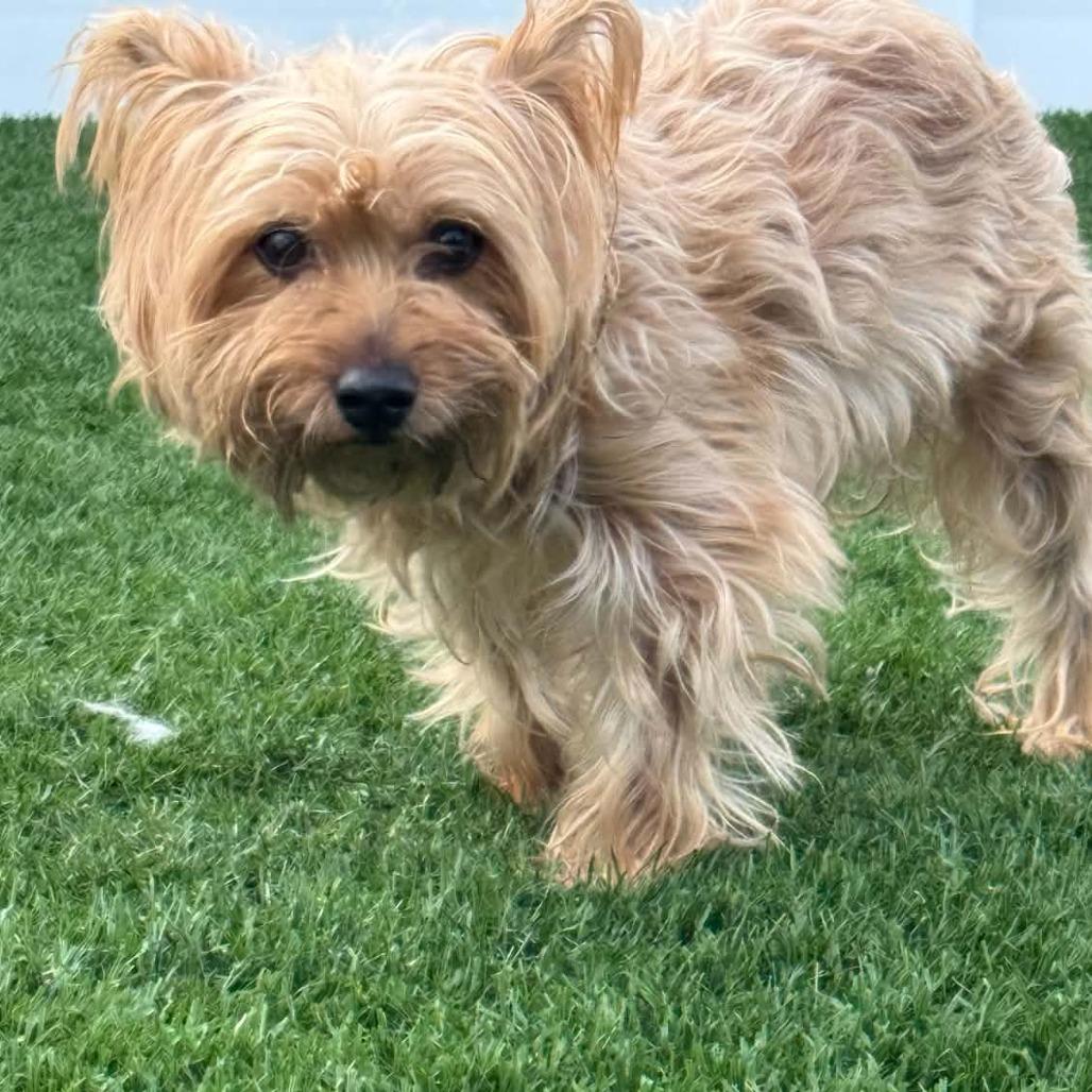 Enlarge Koby D12671, a Adoptable mixed breed in Elk River, MN image 3/6