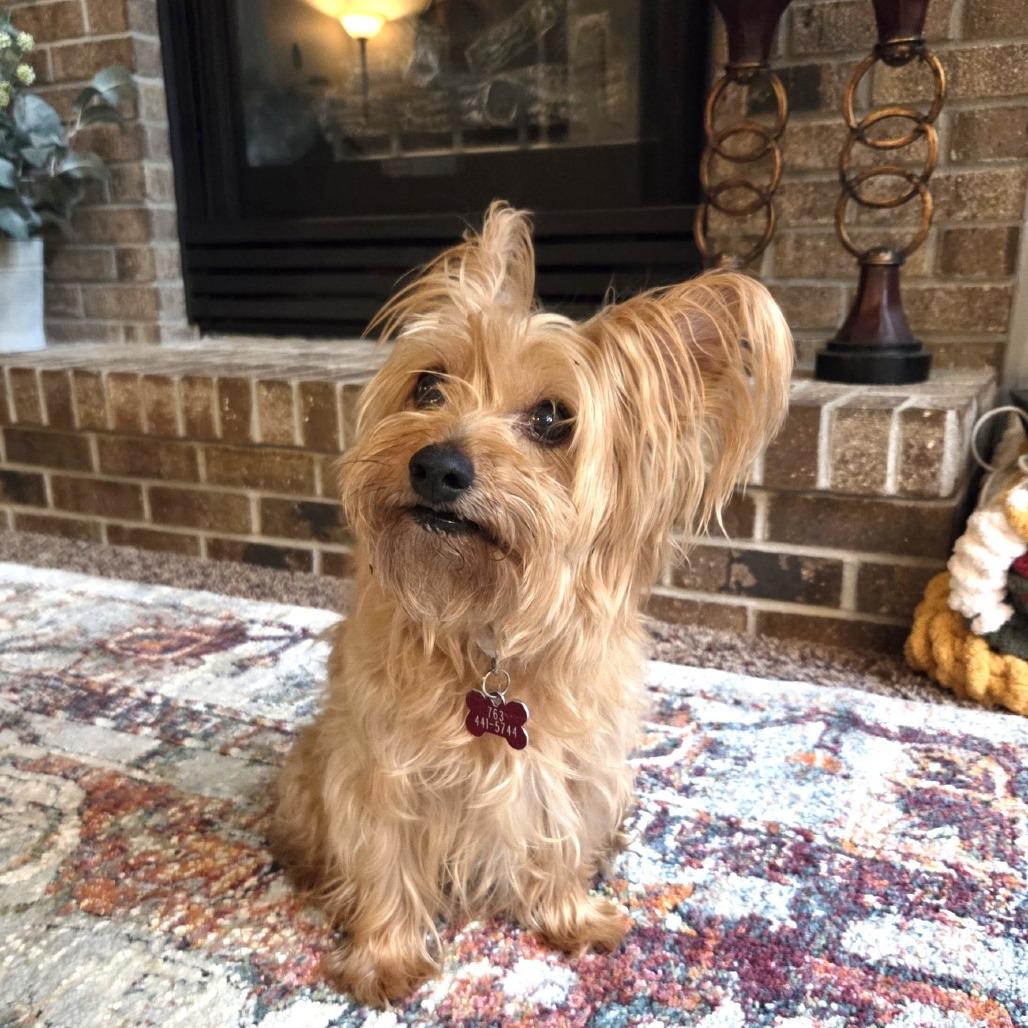 Enlarge Koby D12671, a Adoptable mixed breed in Elk River, MN image 4/6