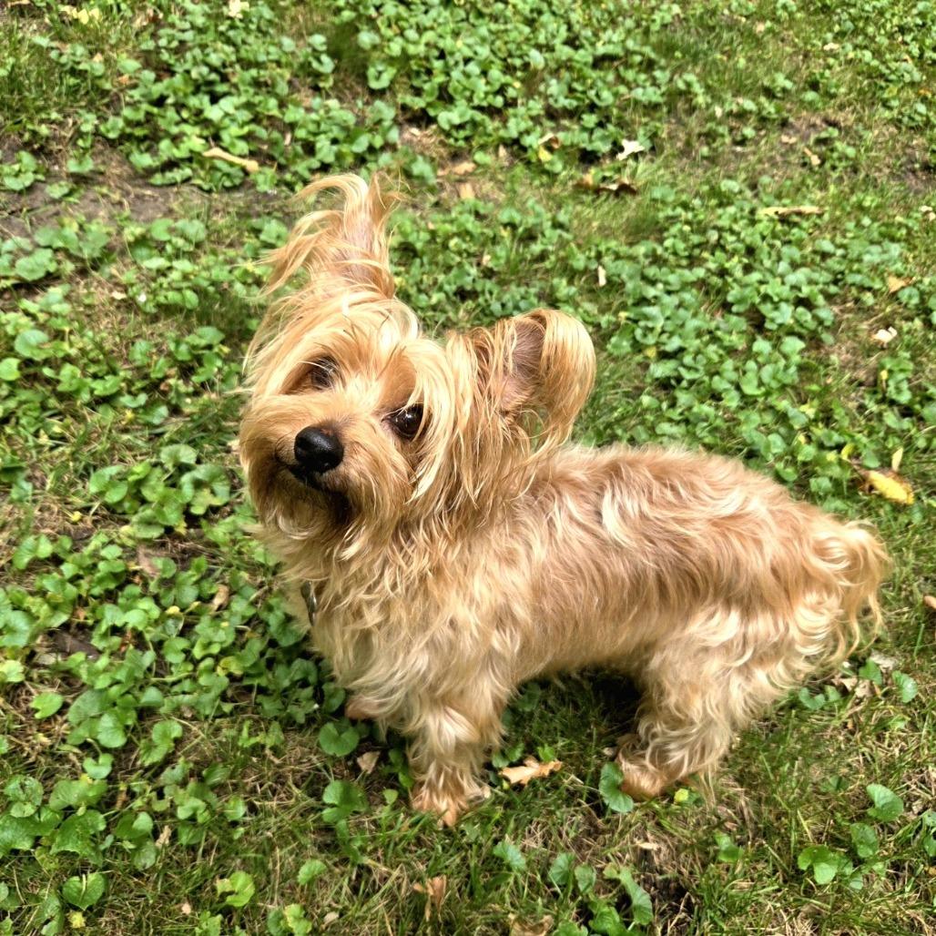 Enlarge Koby D12671, a Adoptable mixed breed in Elk River, MN image 6/6