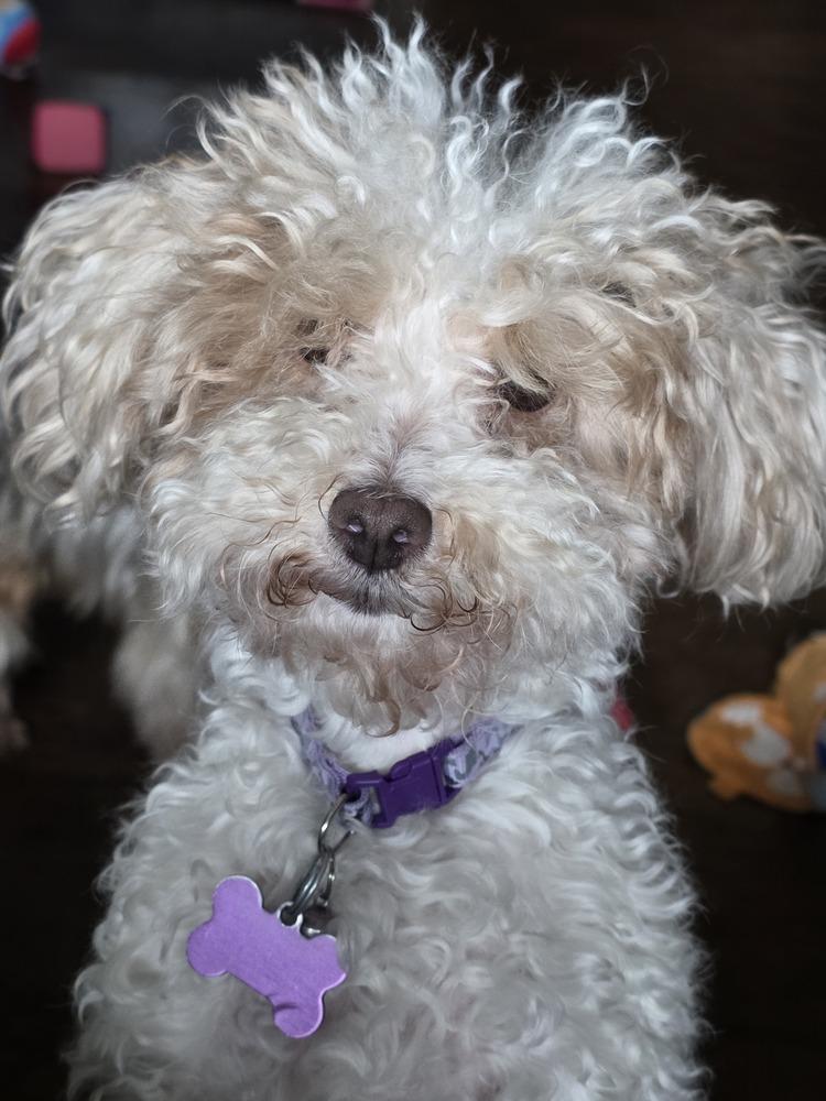 Maltipoo- Enya, Adoptable, Adult Female Maltese & Poodle.