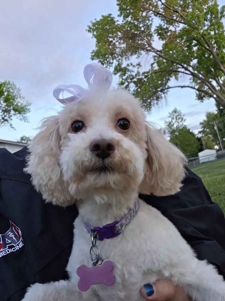 Maltipoo- Enya, a Adoptable mixed breed in Omaha, NE image 2/5