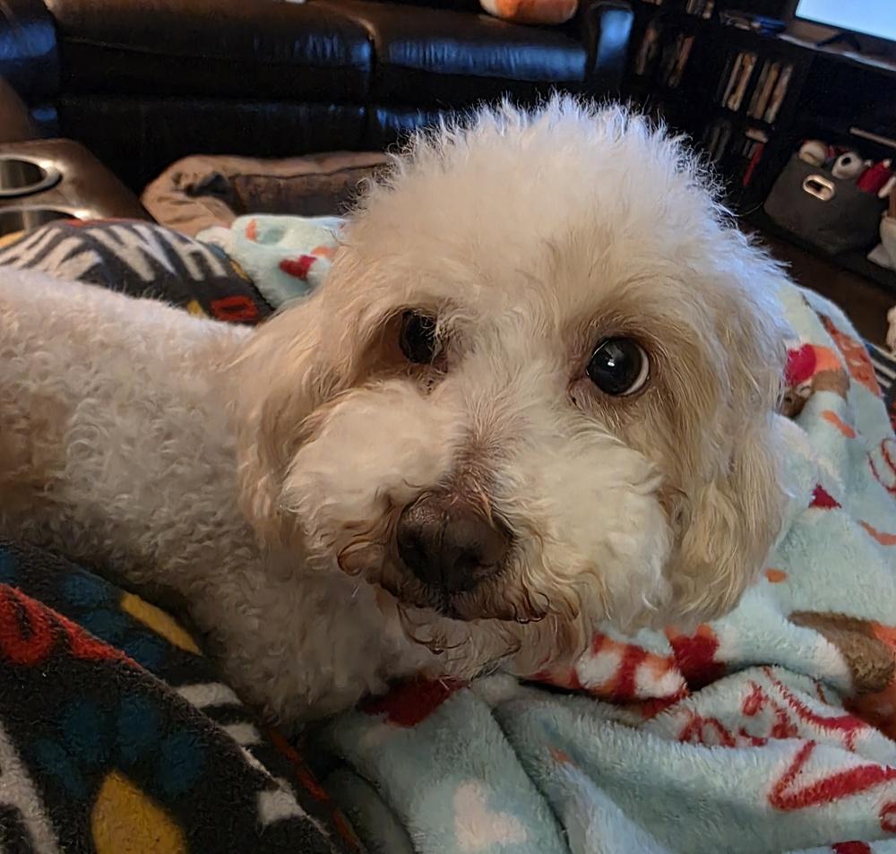 Maltipoo- Enya, a Adoptable mixed breed in Omaha, NE image 3/5