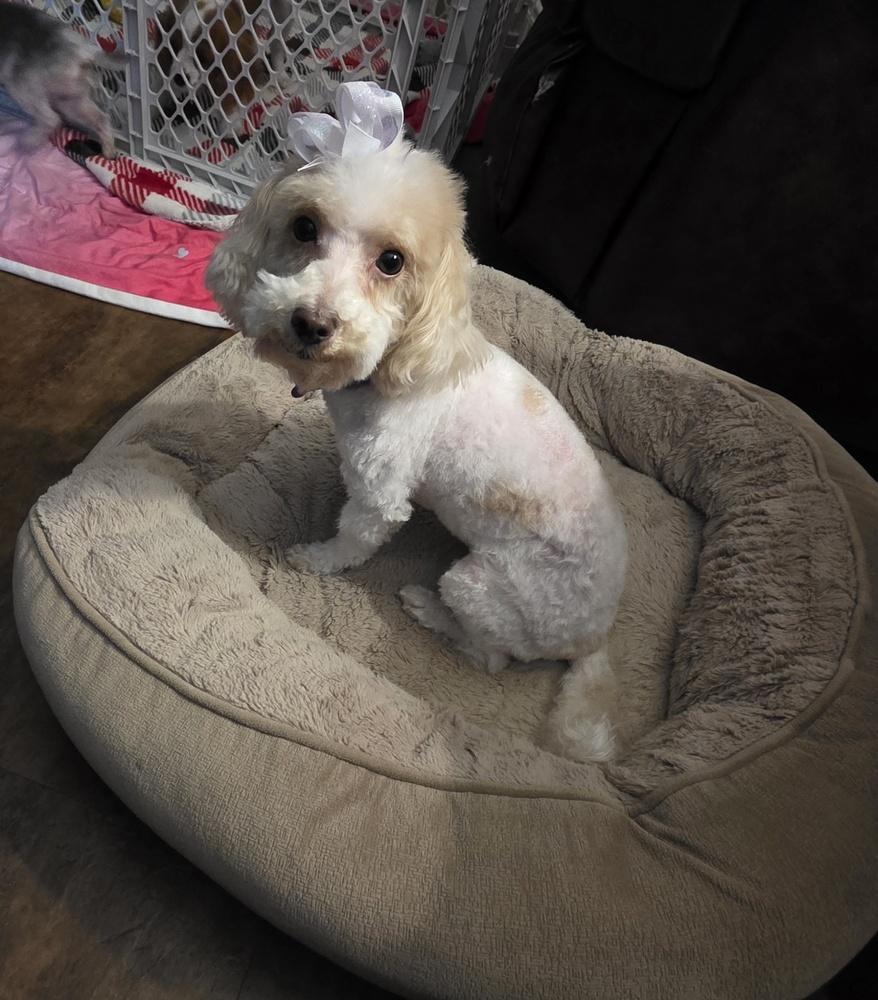 Maltipoo- Enya, a Adoptable mixed breed in Omaha, NE image 4/5