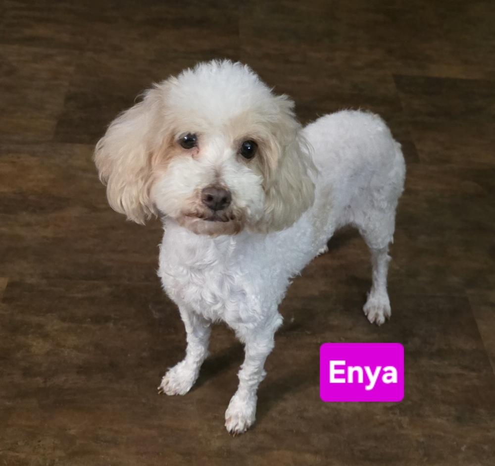 Maltipoo- Enya, a Adoptable mixed breed in Omaha, NE image 5/5