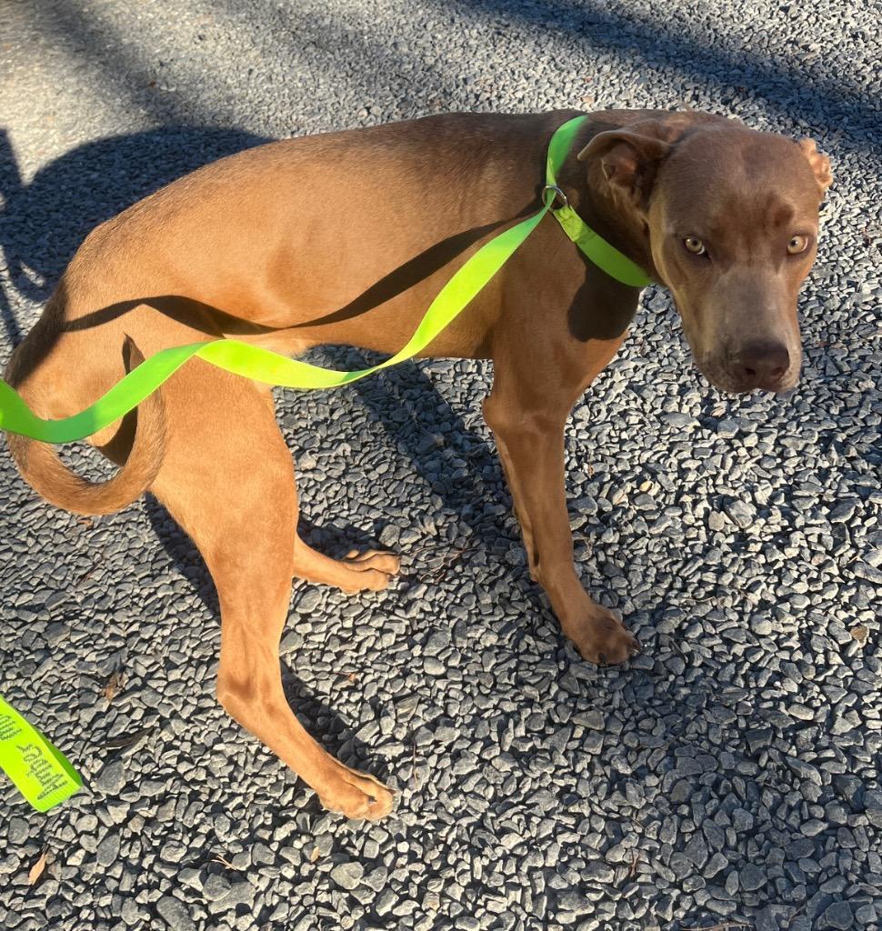 Enlarge Lane, a Adoptable mixed breed in Mount Gilead, NC image 1/1