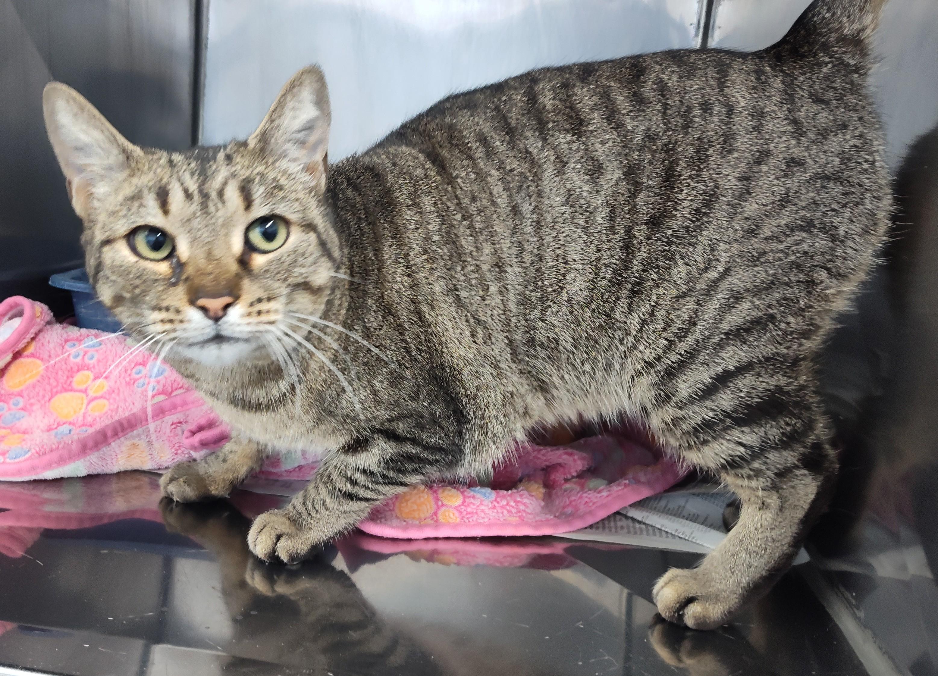 Enlarge GRETTA, a ADOPTABLE Tabby in Claremore, OK image 2/2