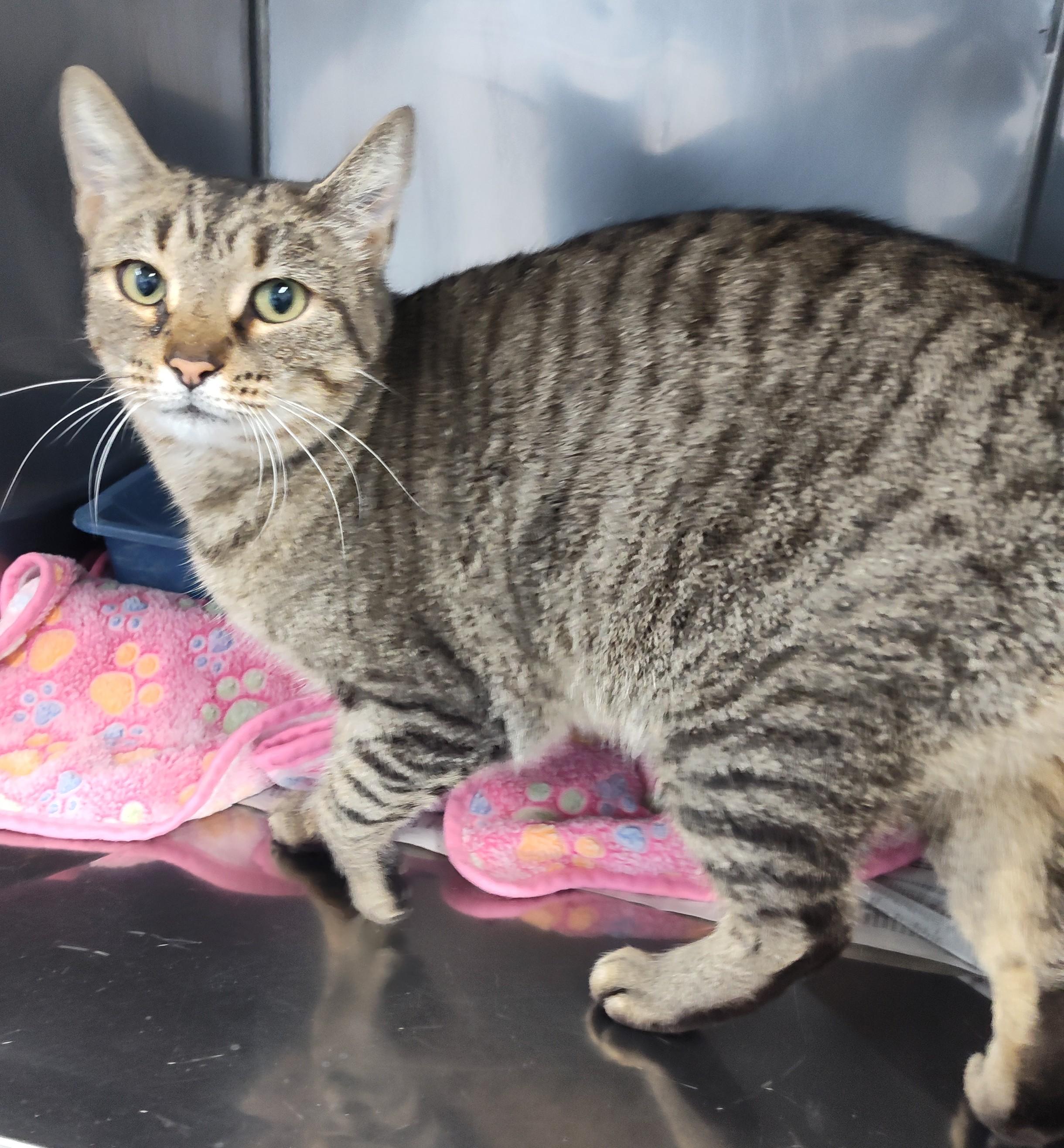 Enlarge GRETTA, a ADOPTABLE Tabby in Claremore, OK image 1/2