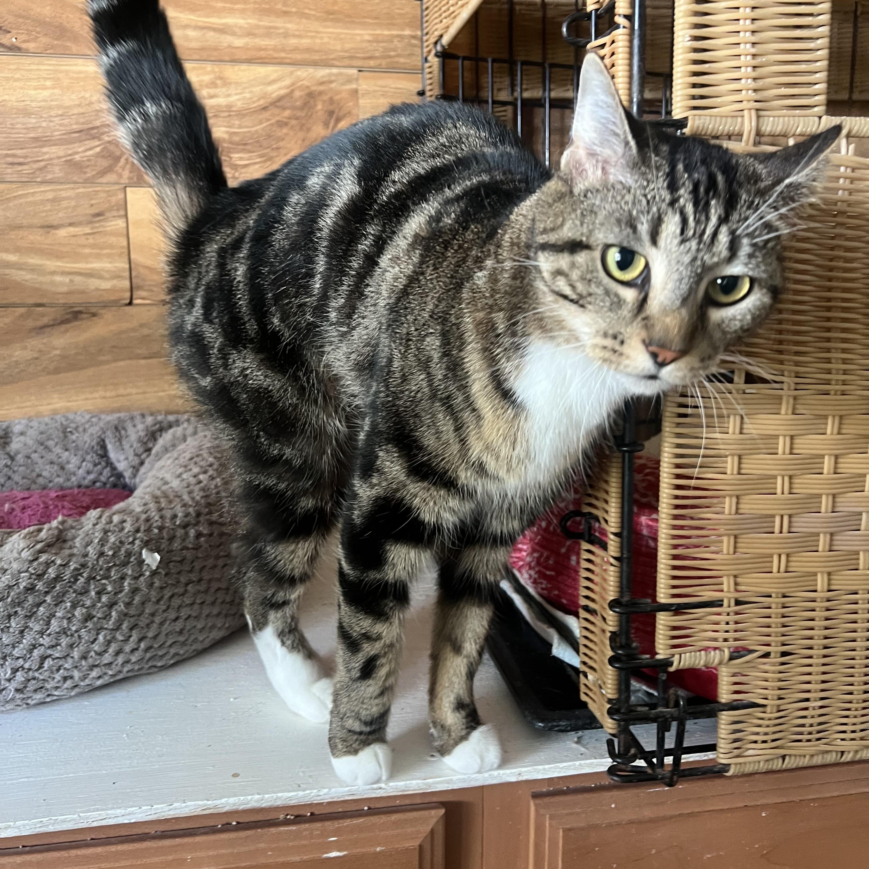 Enlarge Sassy, a ADOPTABLE mixed breed in Bradenton, FL image 2/2