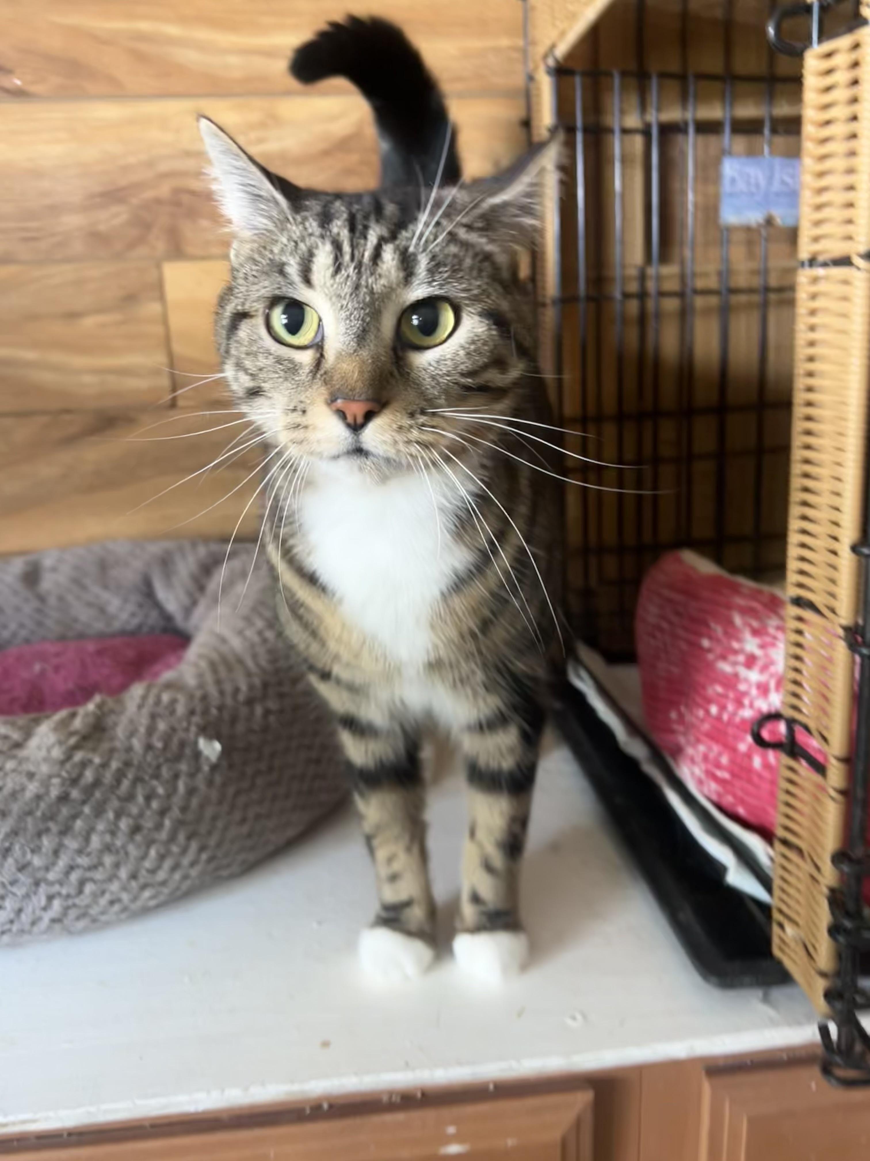 Enlarge Sassy, a ADOPTABLE mixed breed in Bradenton, FL image 1/2