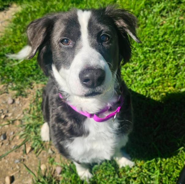 Luna (8 Years Old), ADOPTABLE, Adult Female Border Collie.