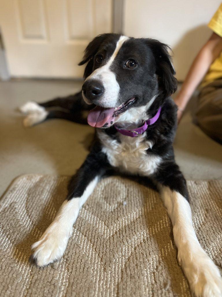 Luna (8 Years Old), a ADOPTABLE mixed breed in Albany, NY image 3/3