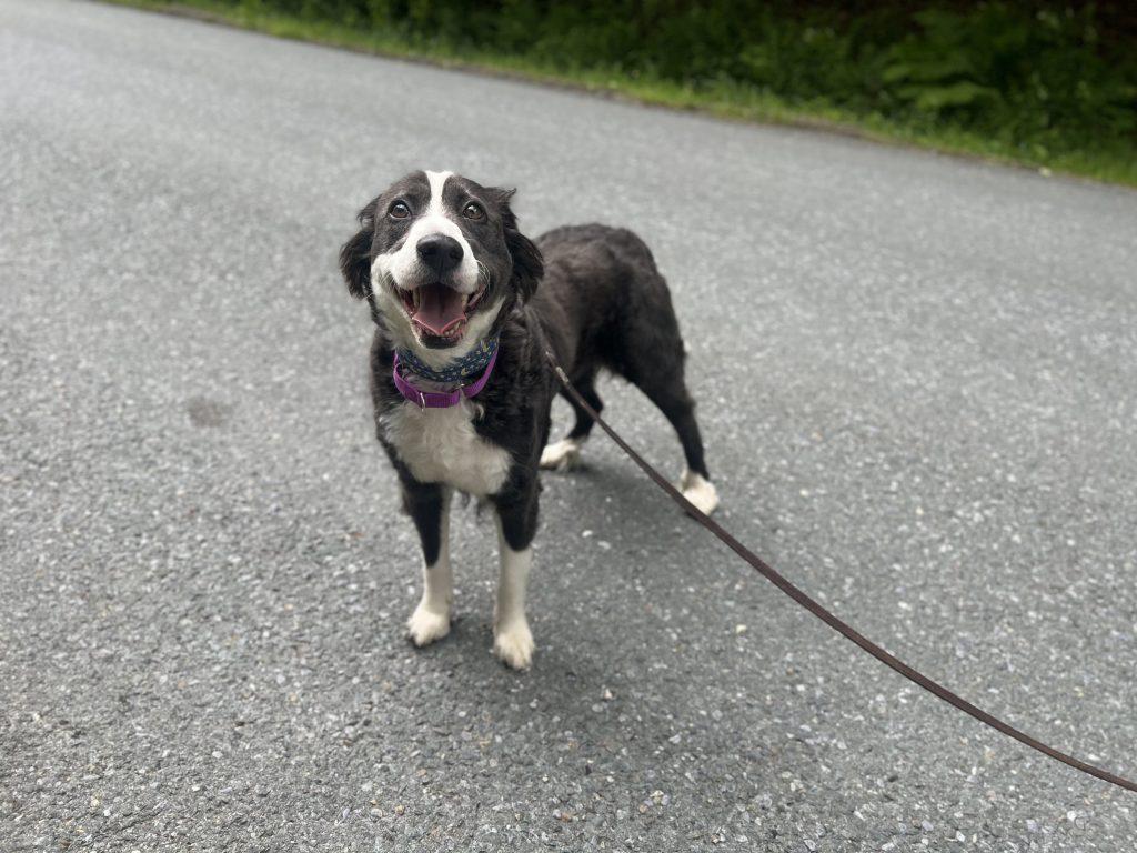 Luna (8 Years Old), a ADOPTABLE mixed breed in Albany, NY image 2/3