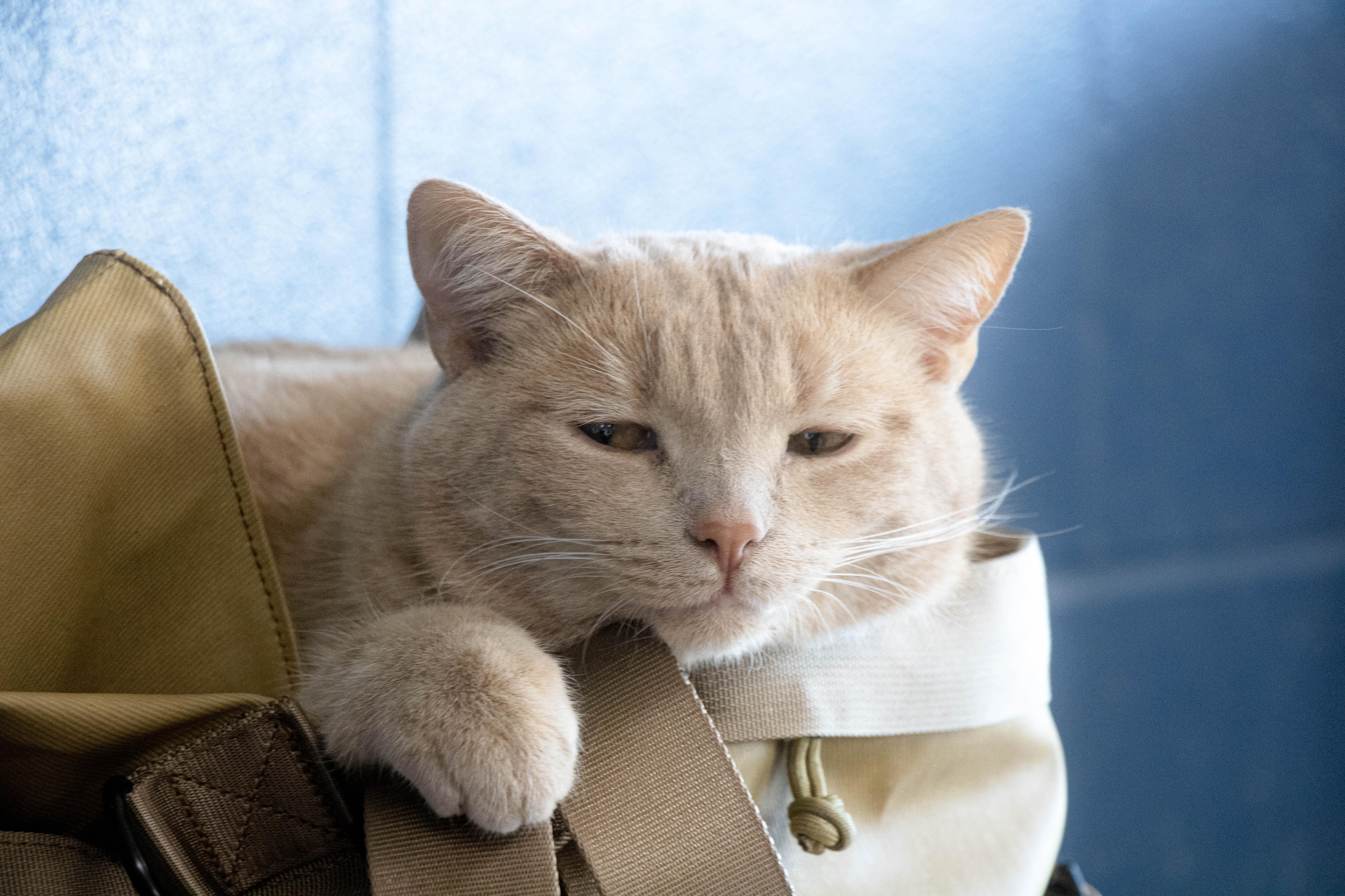 Copper, Adopted, Young Male Domestic Short Hair.