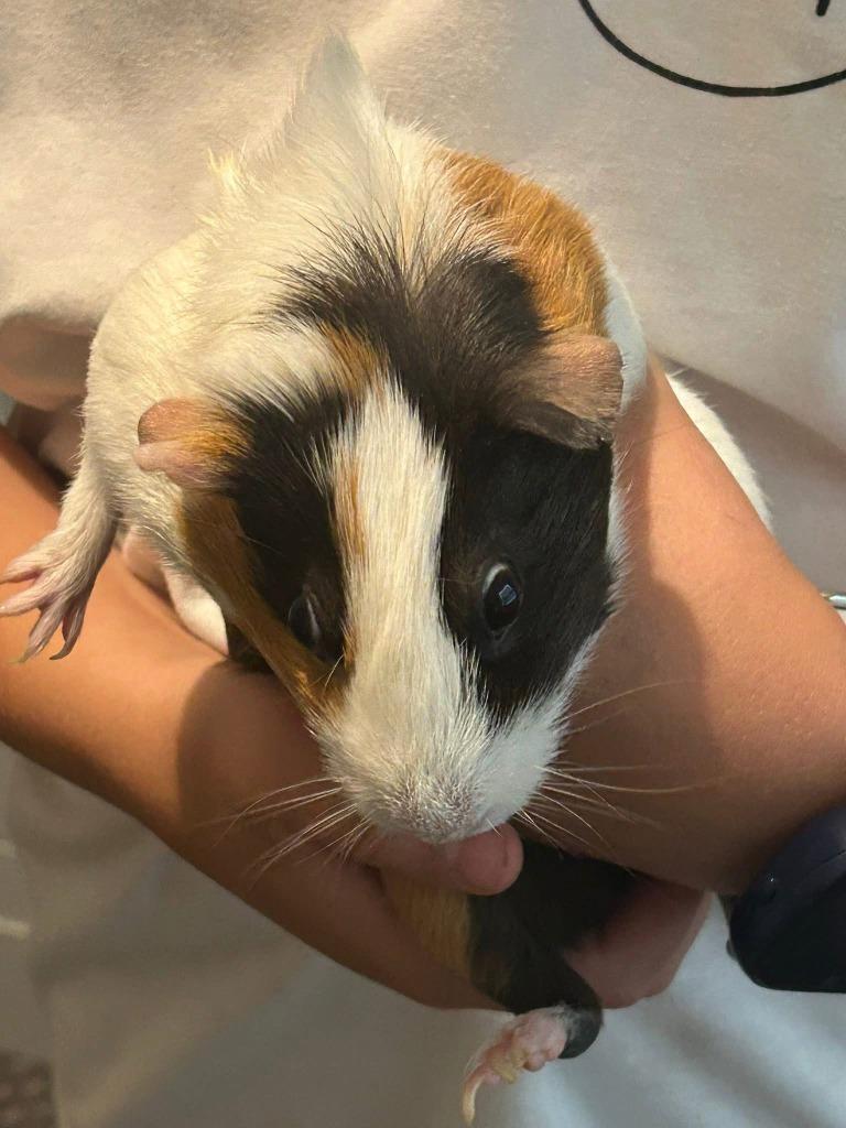 Rainbow Cupcake / Cheesecake / Neo, a Adoptable Guinea Pig in Eagle Mountain, UT image 1/5