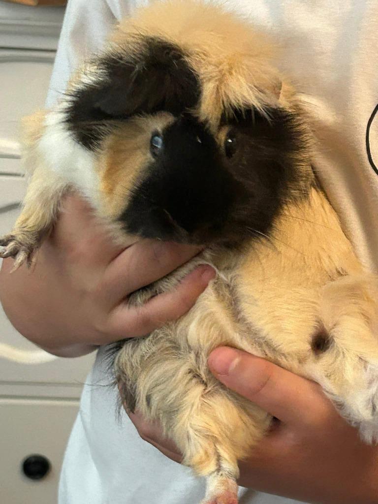 Rainbow Cupcake / Cheesecake / Neo, a Adoptable Guinea Pig in Eagle Mountain, UT image 2/5