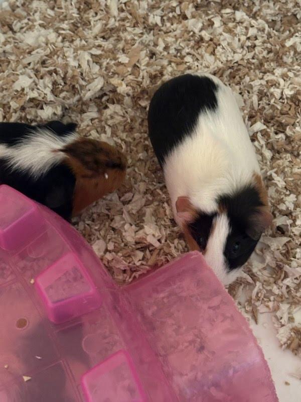 Rainbow Cupcake / Cheesecake / Neo, a Adoptable Guinea Pig in Eagle Mountain, UT image 3/5