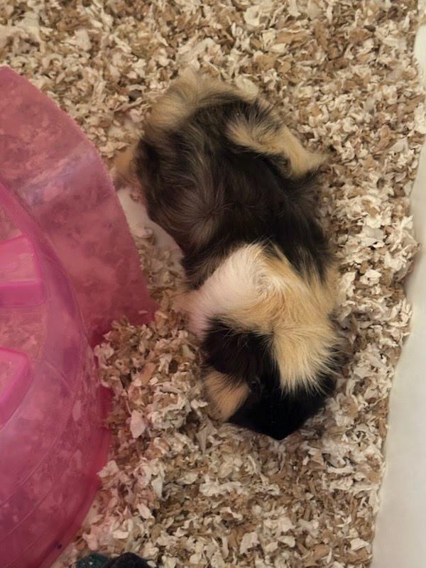 Rainbow Cupcake / Cheesecake / Neo, a Adoptable Guinea Pig in Eagle Mountain, UT image 4/5