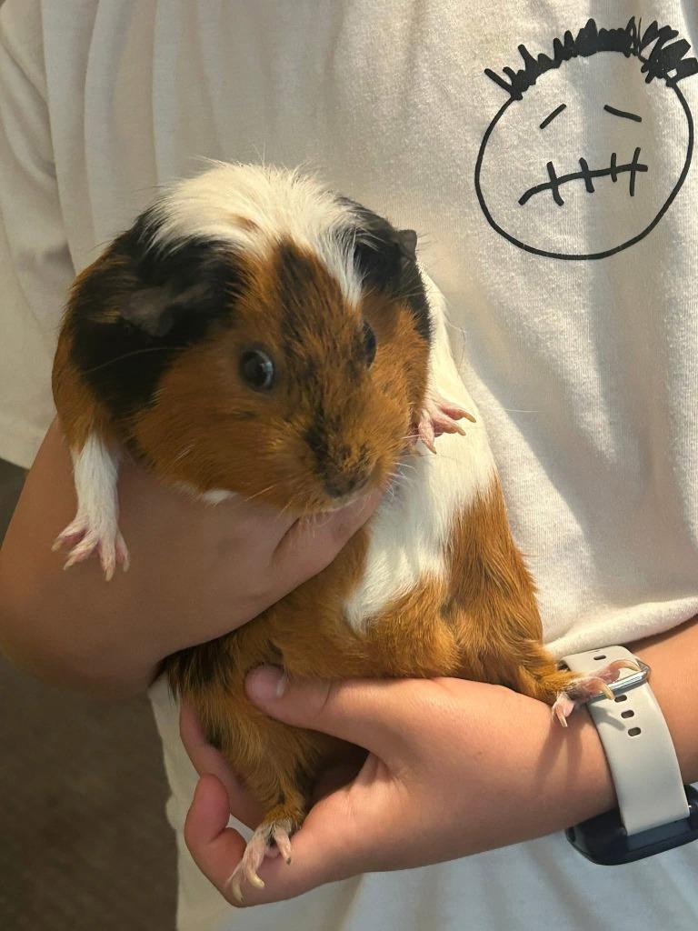 Rainbow Cupcake / Cheesecake / Neo, a Adoptable Guinea Pig in Eagle Mountain, UT image 5/5