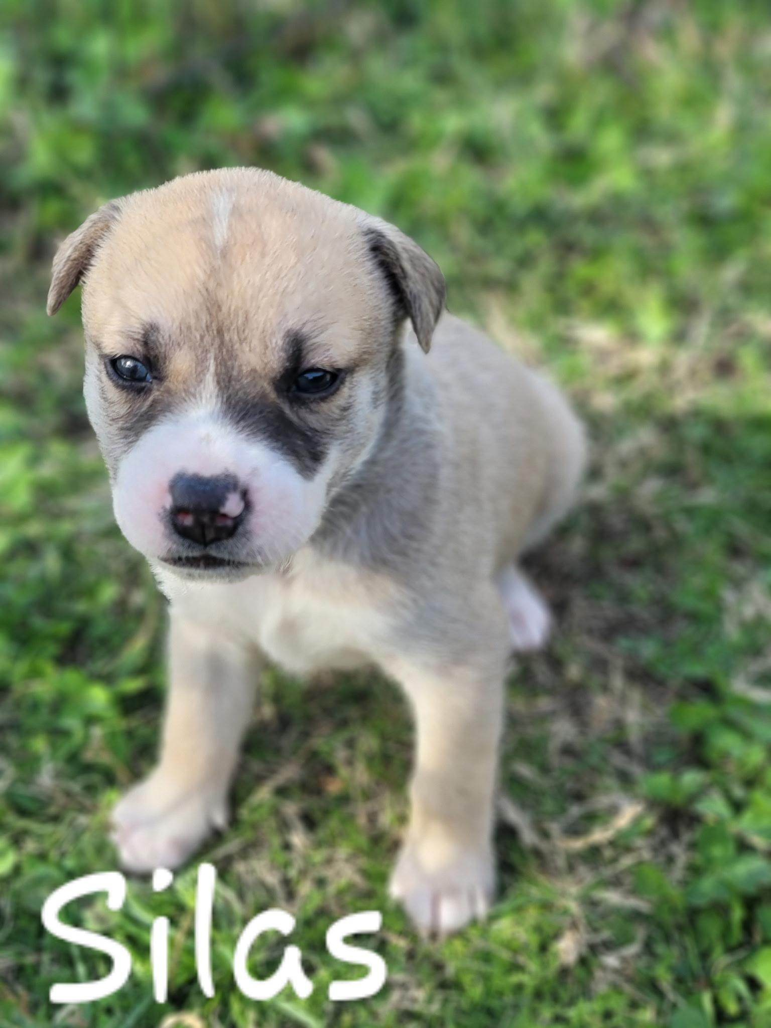 Silas, a Adoptable mixed breed in Orlando, FL image 4/6