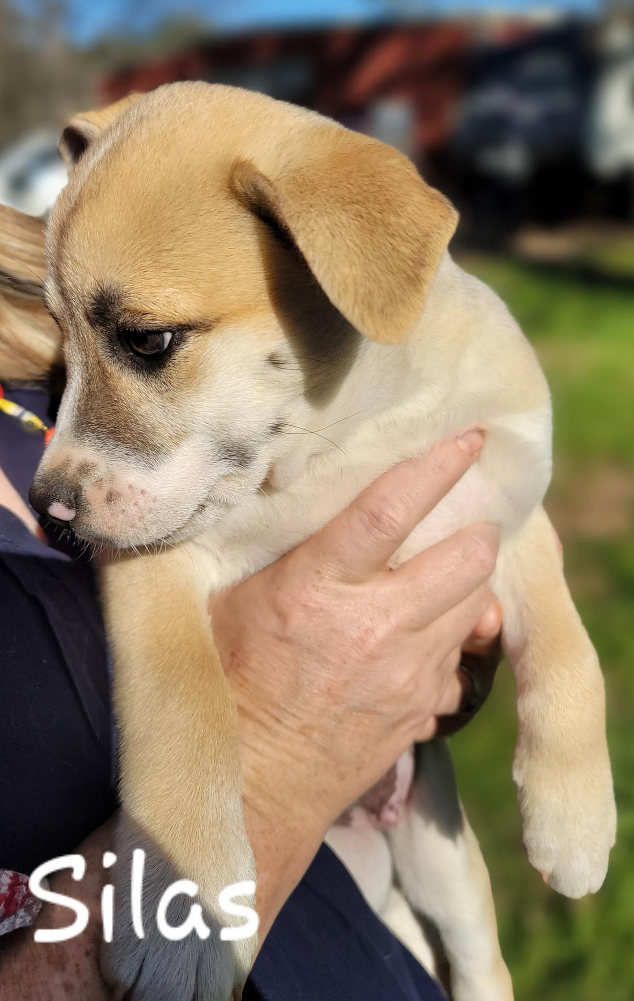 Silas, a Adoptable mixed breed in Orlando, FL image 2/6
