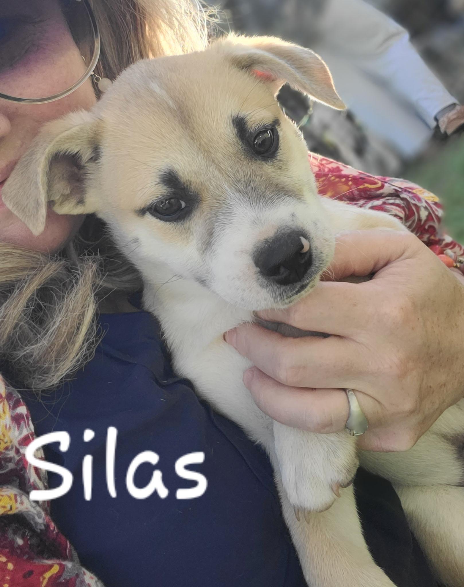 Silas, a Adoptable mixed breed in Orlando, FL image 1/6