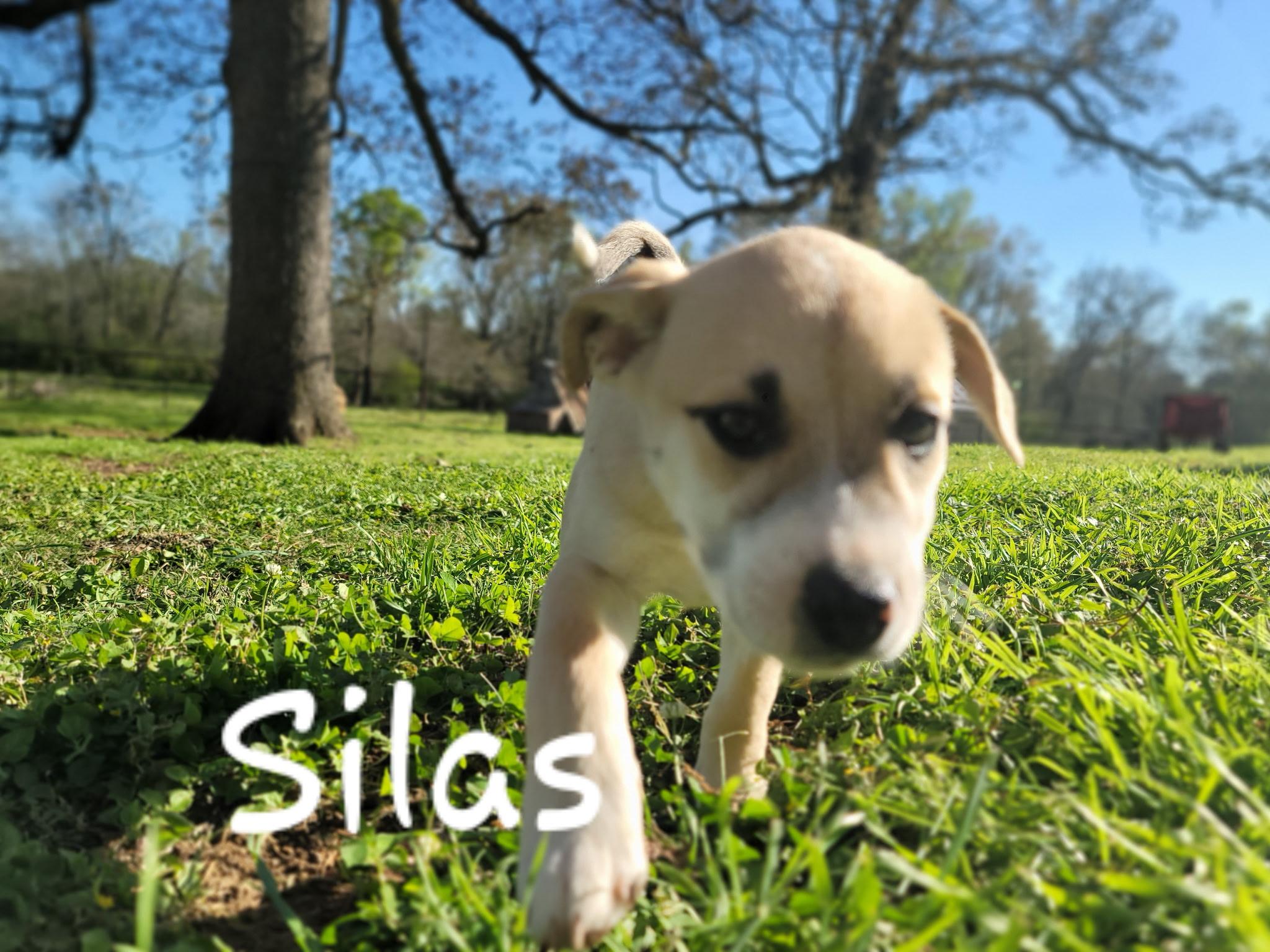 Silas, a Adoptable mixed breed in Orlando, FL image 5/6