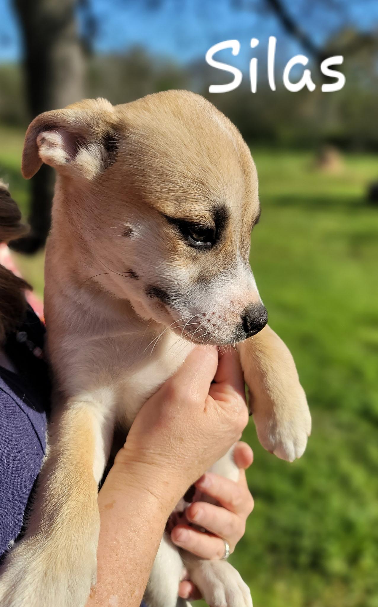 Silas, a Adoptable mixed breed in Orlando, FL image 3/6