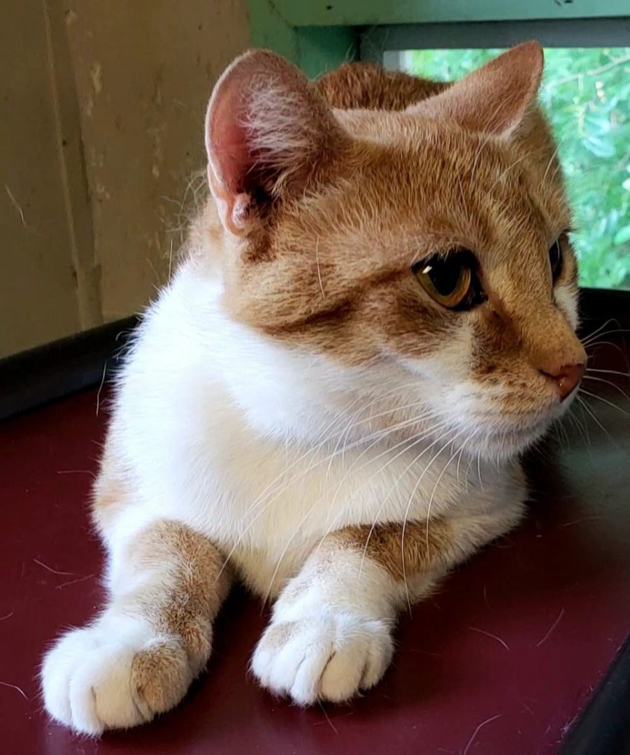 Ikuko, a Adoptable Domestic Short Hair in Macon, GA image 1/10